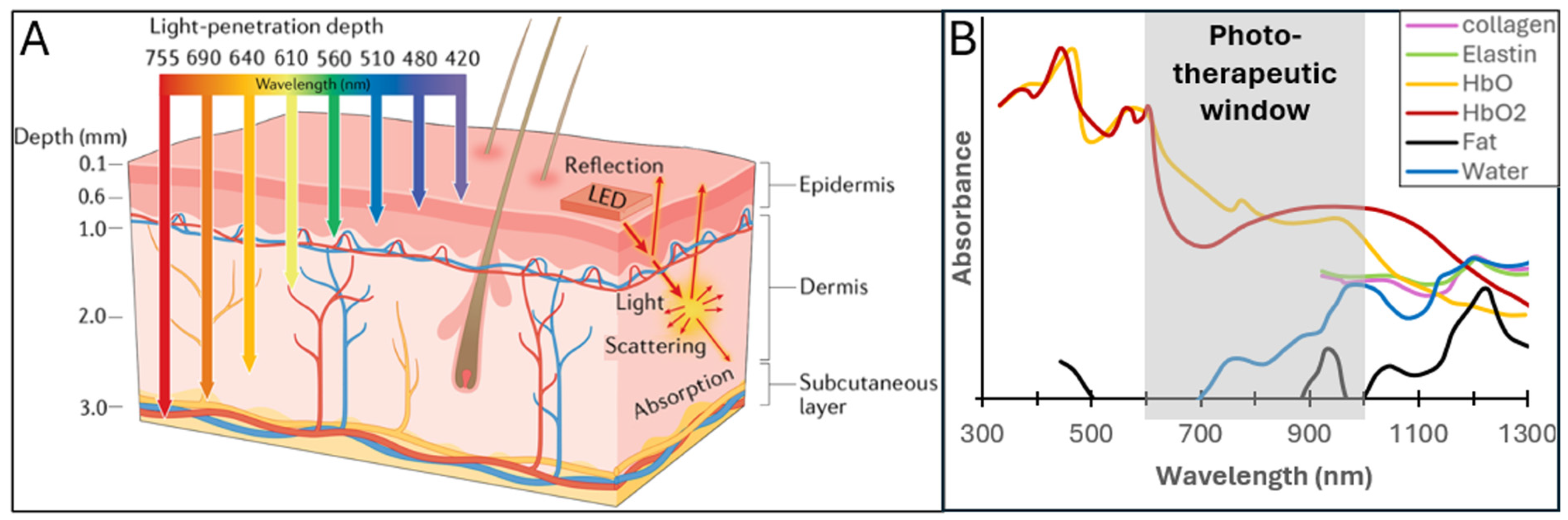 Cell Fate Modulation Wavelength-Dependent Modulation of Mesenchymal Stem Cell Fate: A ...