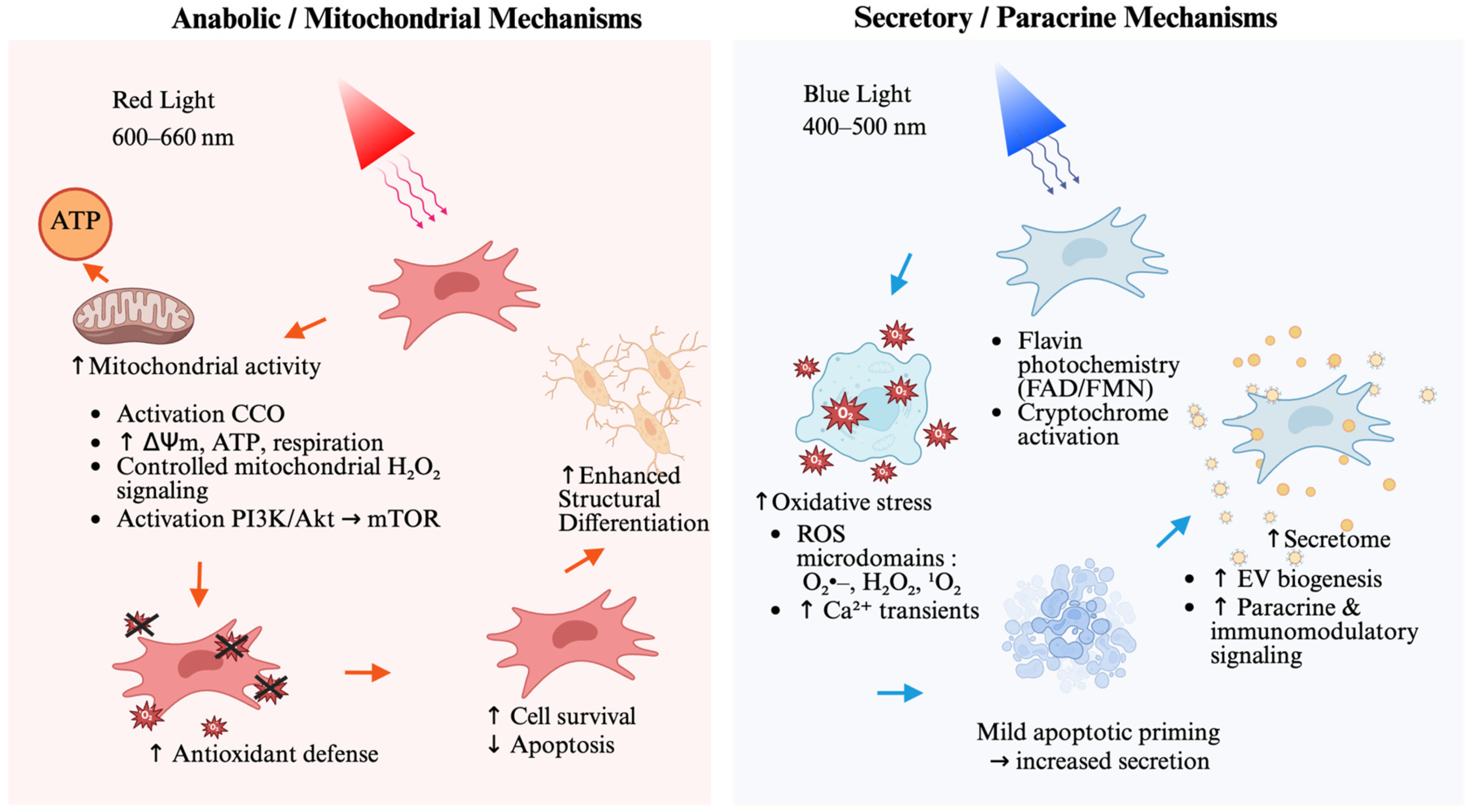 Wavelength-Dependent Modulation of Mesenchymal Stem Cell Fate: A ...