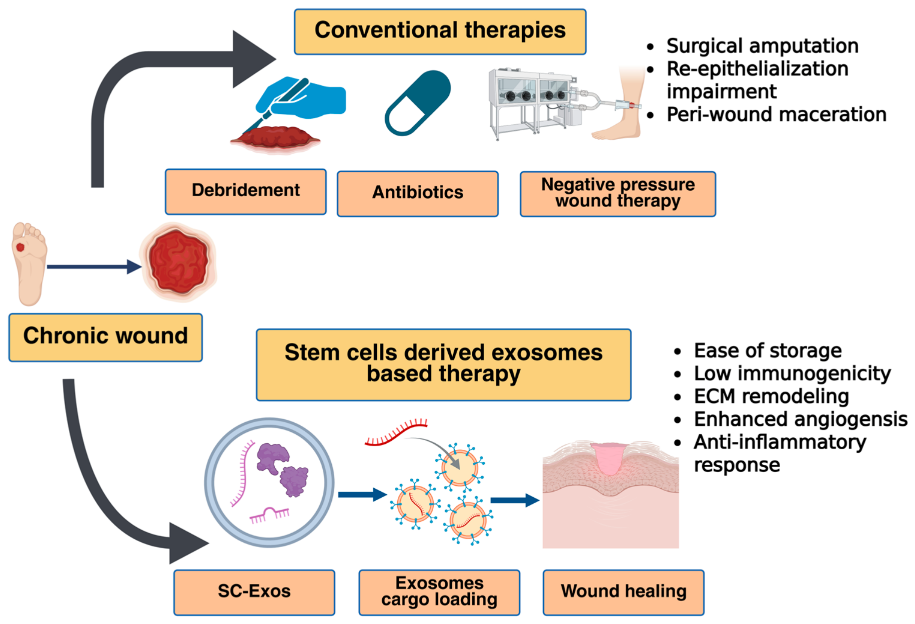 Stem Cell-Derived Exosomes in Wound Healing and Skin Regeneration ...