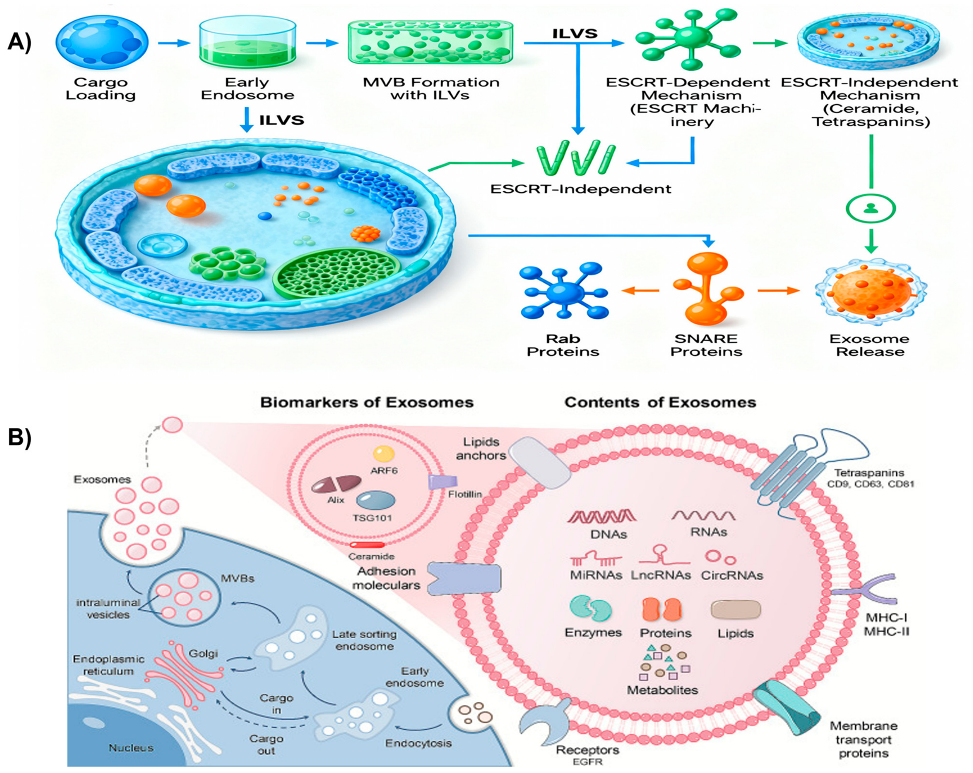 Stem Cell-Derived Exosomes in Wound Healing and Skin Regeneration ...
