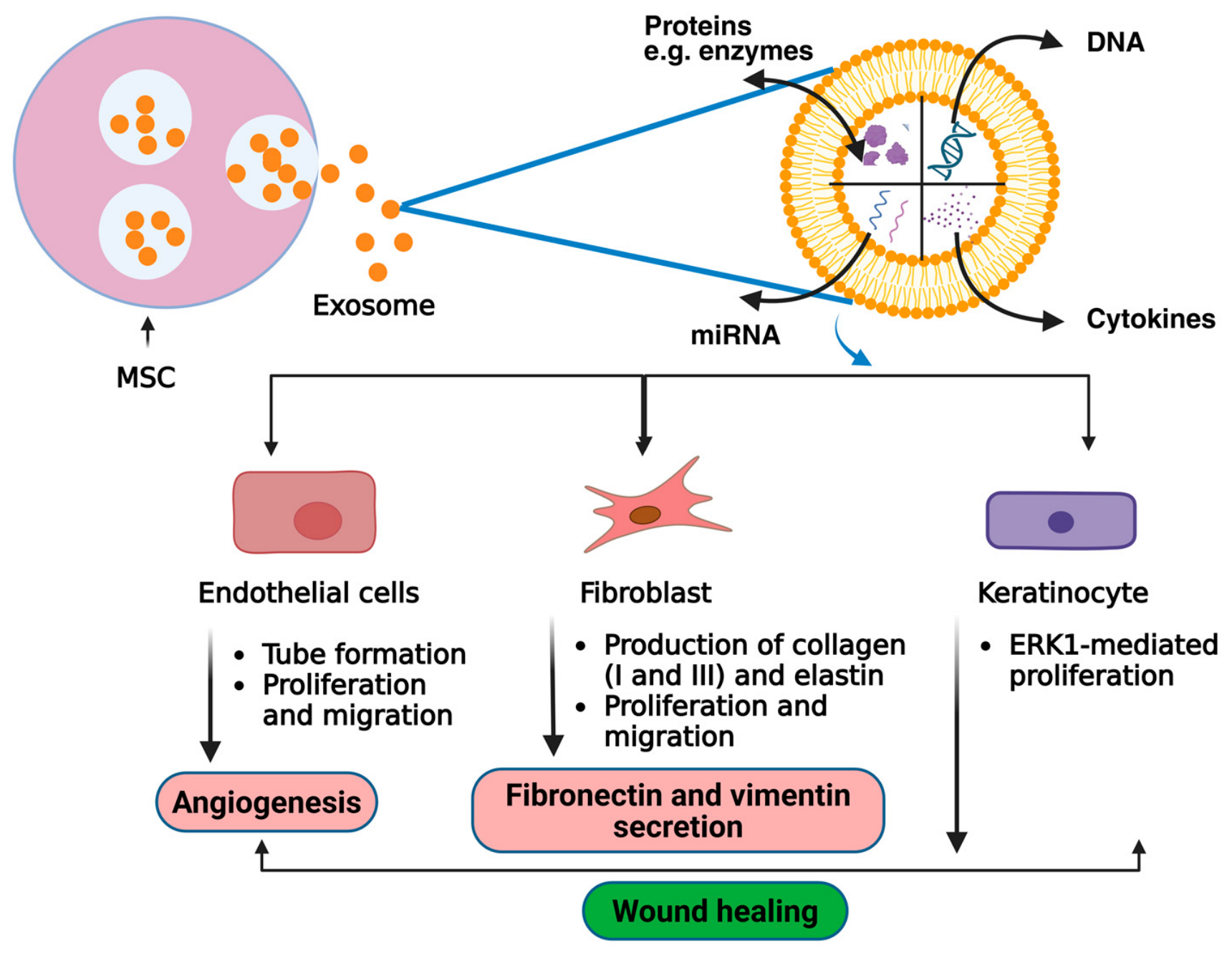 Stem Cell-Derived Exosomes in Wound Healing and Skin Regeneration ...