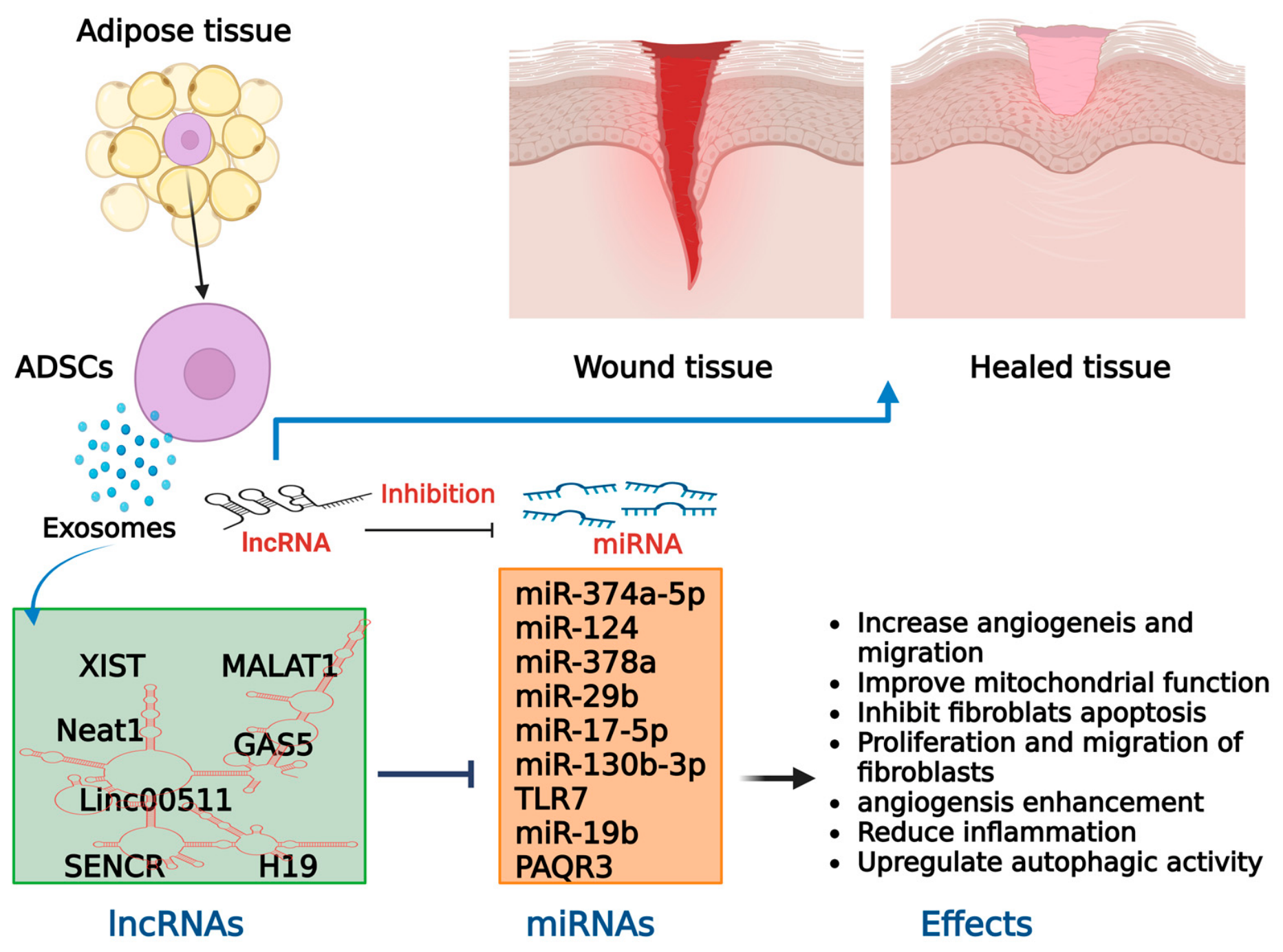 Stem Cell-Derived Exosomes in Wound Healing and Skin Regeneration ...