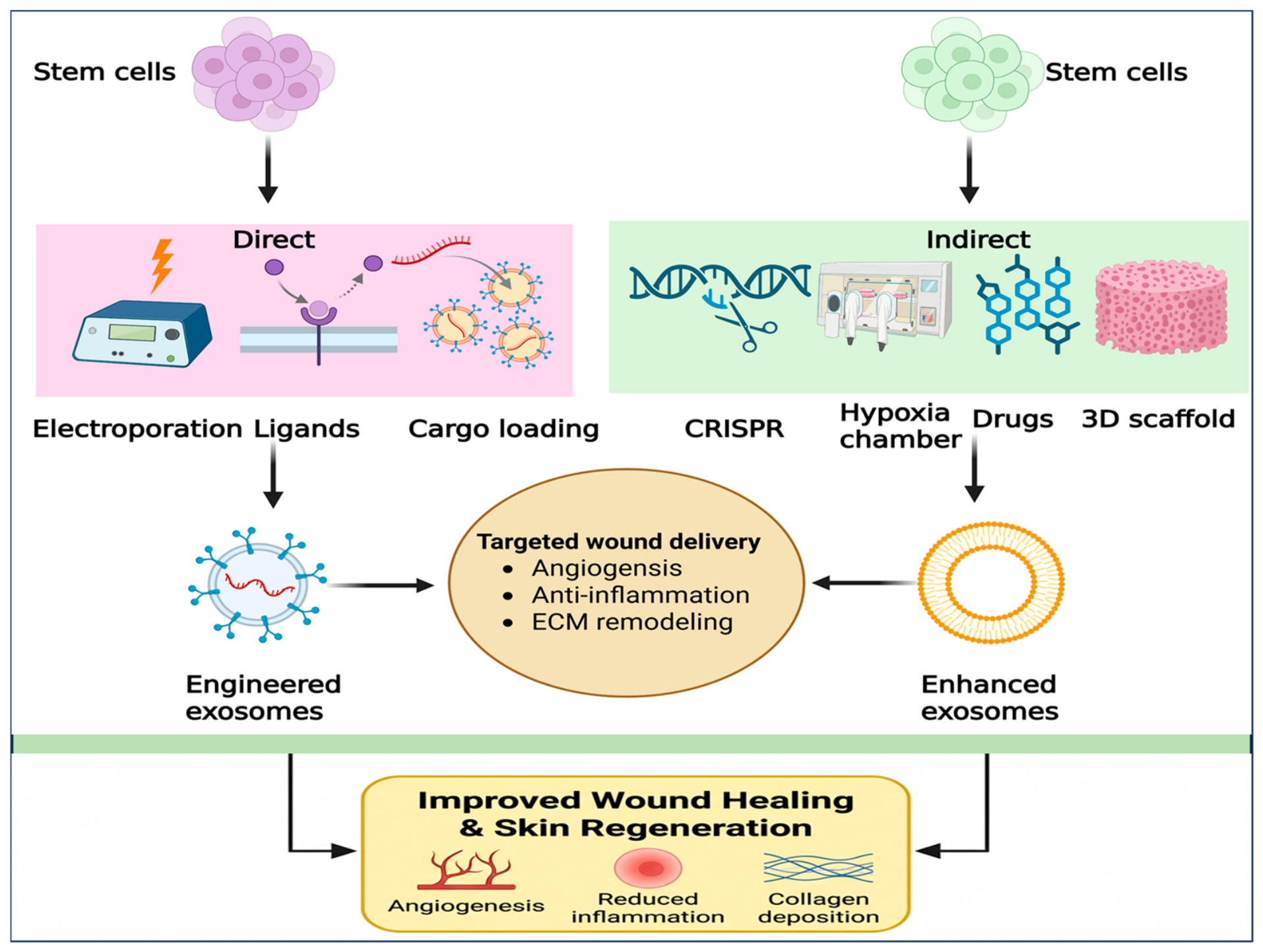 Stem Cell-Derived Exosomes in Wound Healing and Skin Regeneration ...