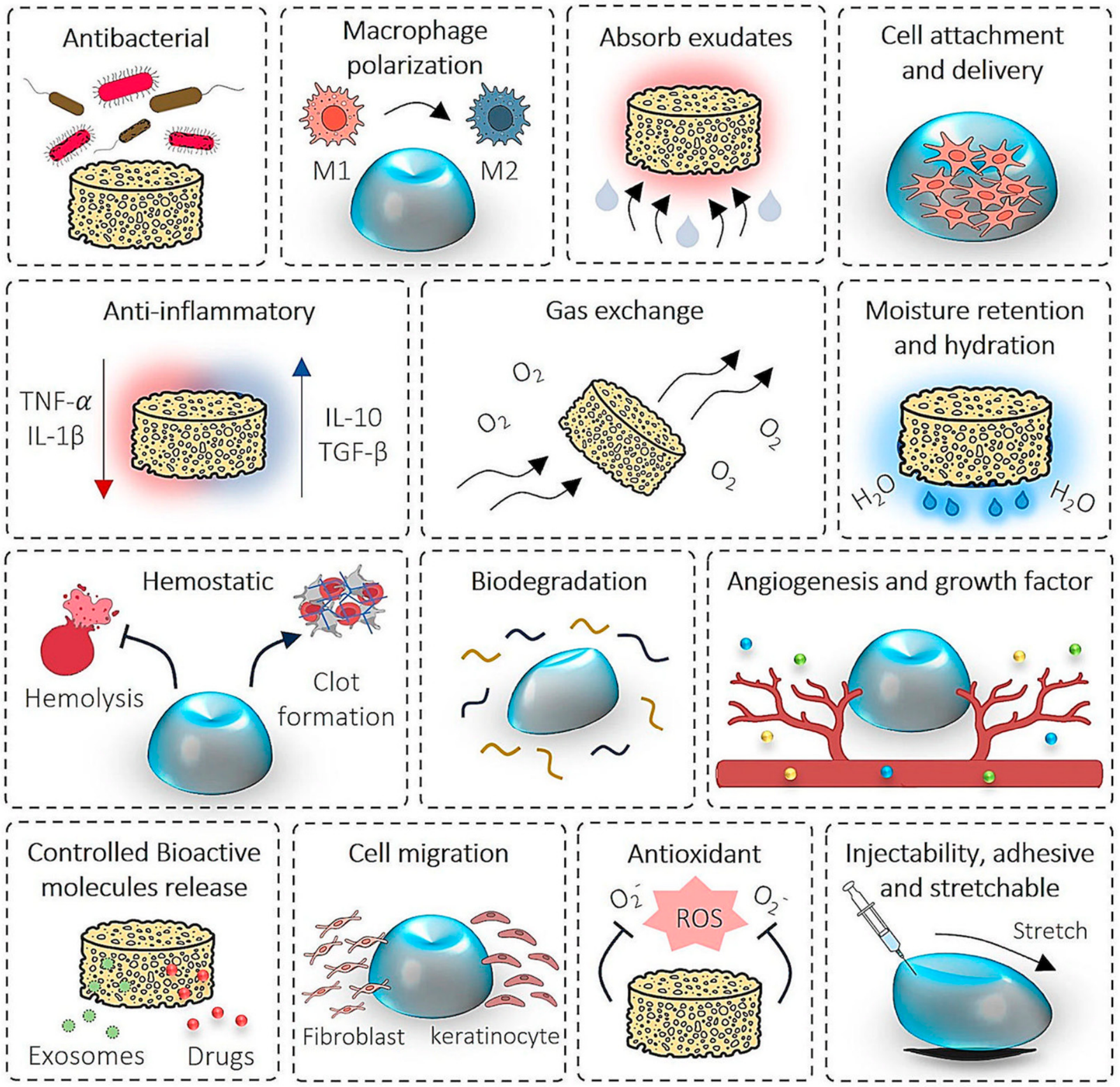 Stem Cell-Derived Exosomes in Wound Healing and Skin Regeneration ...
