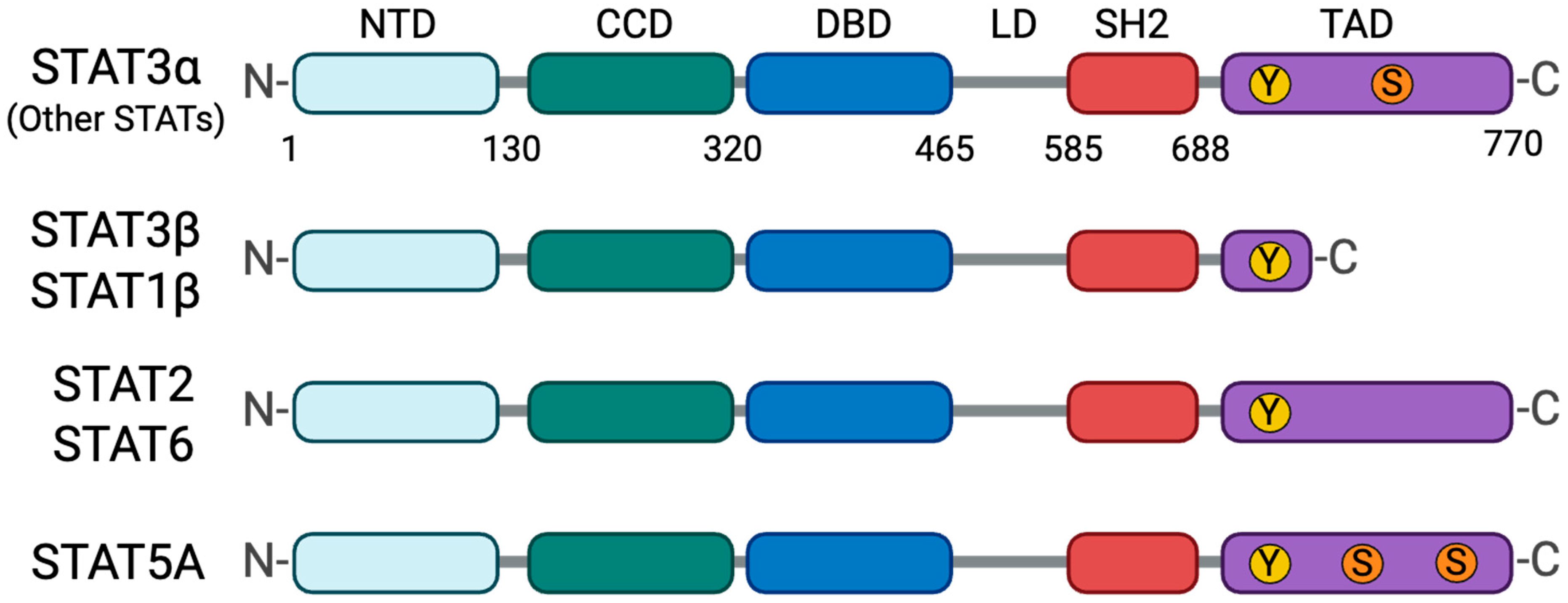 Roles of STAT3 and STAT Family Proteins and Their Signaling Pathways in ...