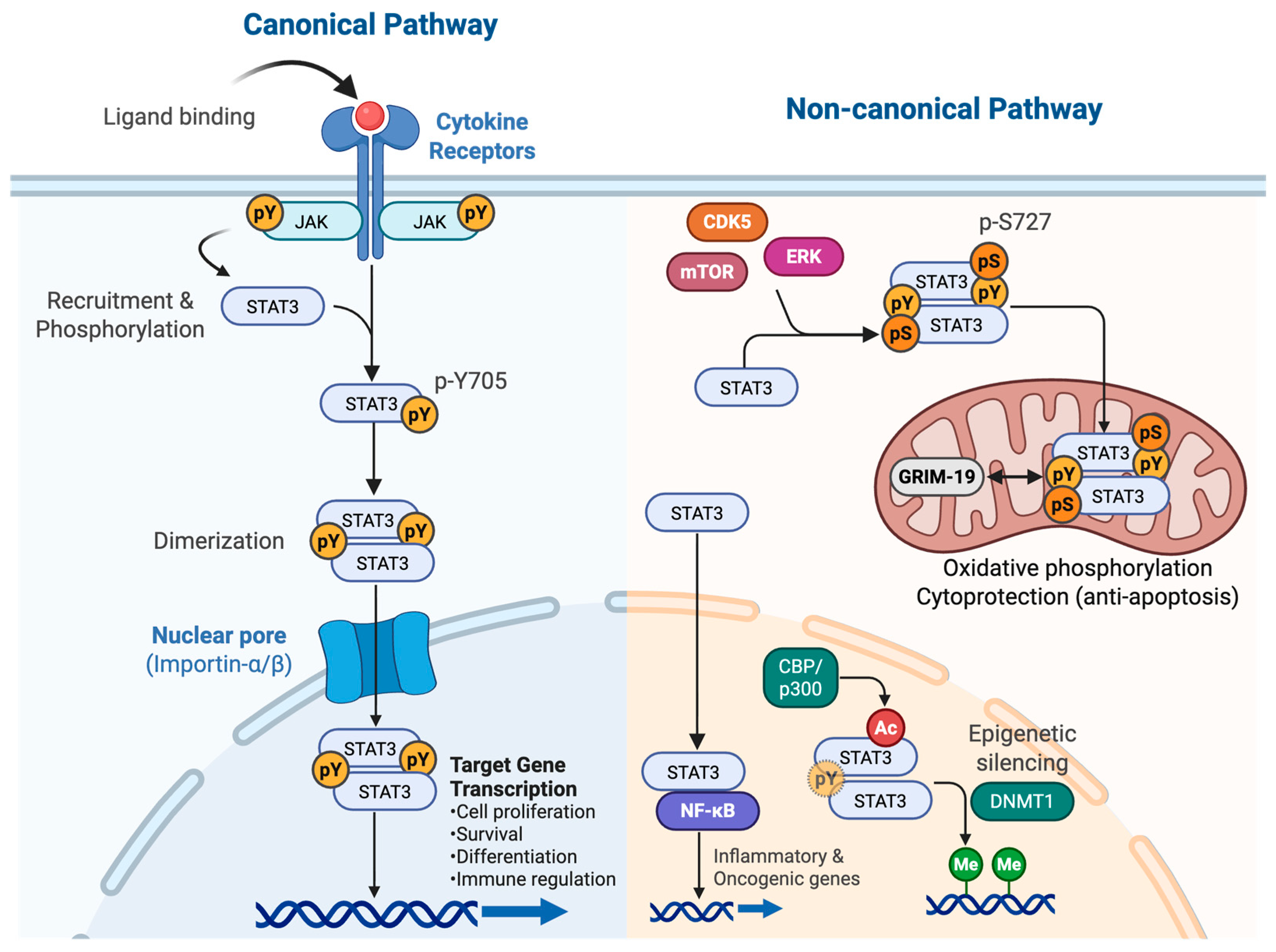Stat3γ Roles of STAT3 and STAT Family Proteins and Their Signaling Pathways in ...