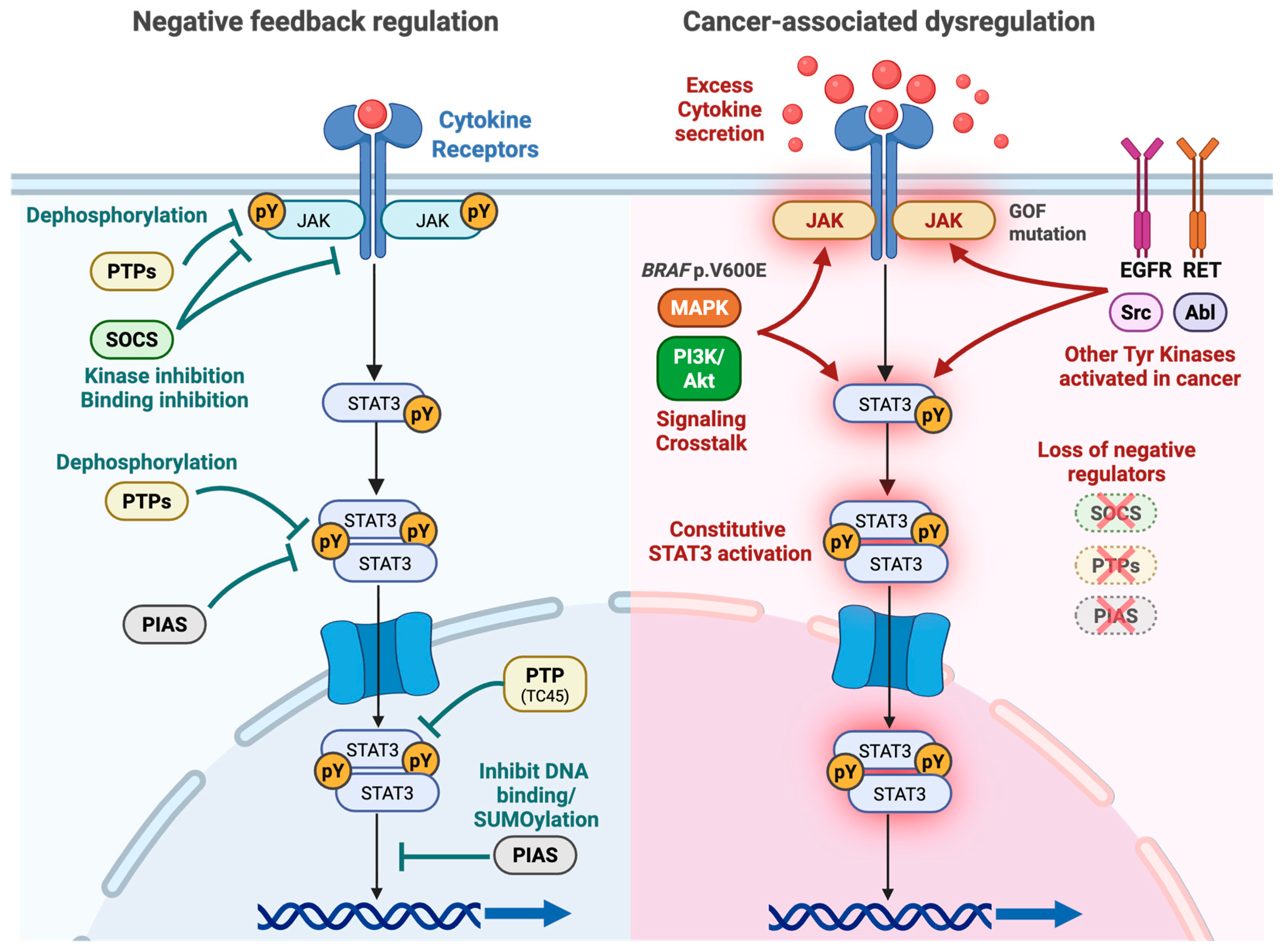 Roles of STAT3 and STAT Family Proteins and Their Signaling Pathways in ...