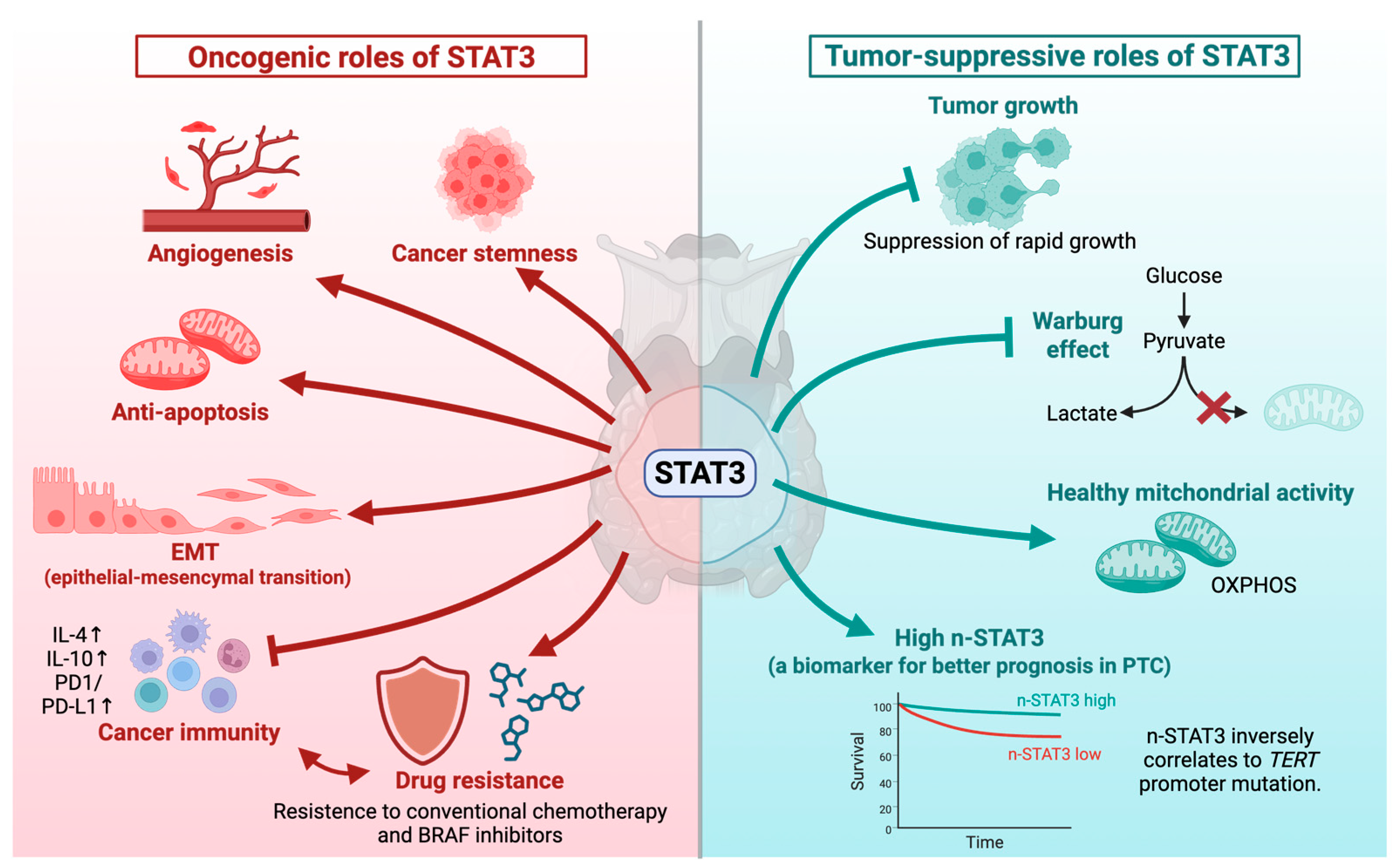 Roles of STAT3 and STAT Family Proteins and Their Signaling Pathways in ...