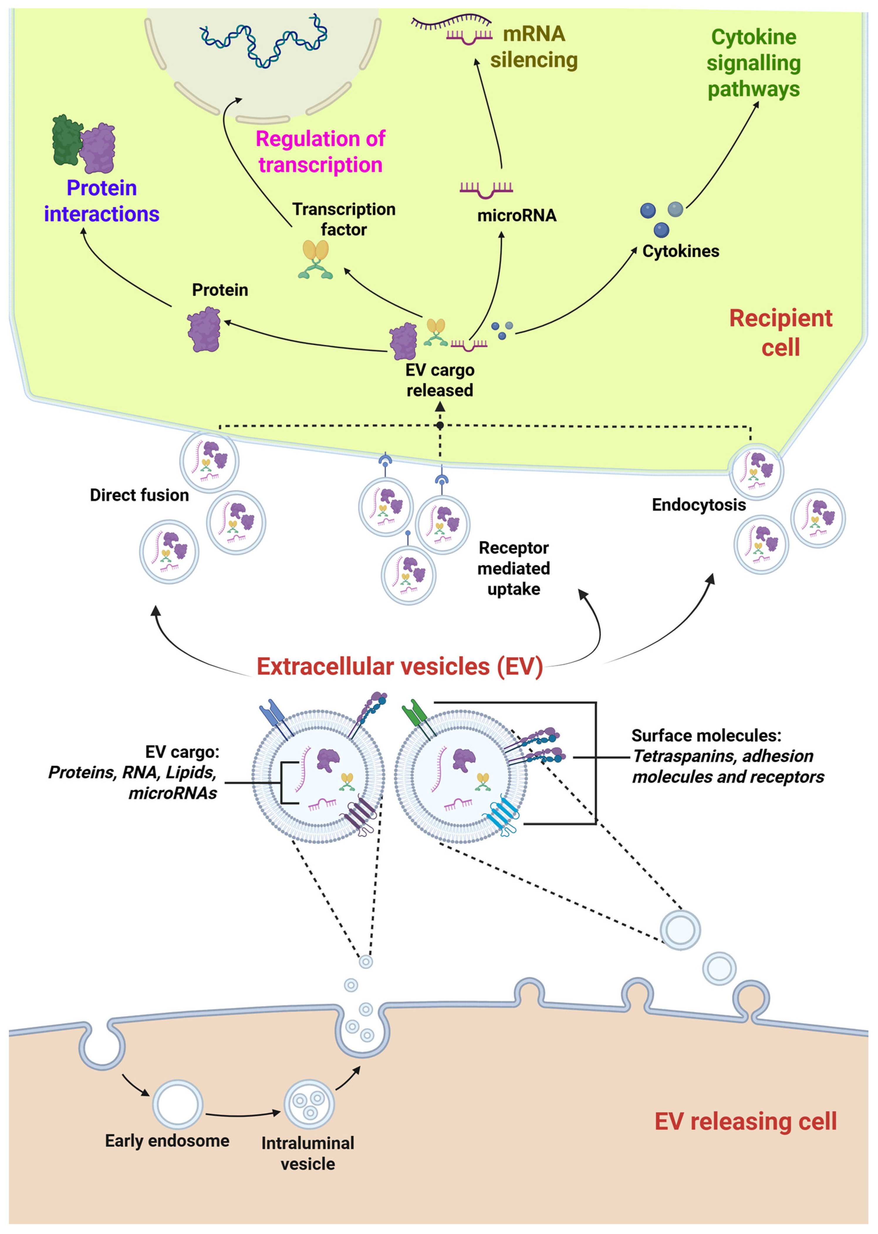 Uncovering the Secret of Mesenchymal Stromal Cells Secretome: From ...