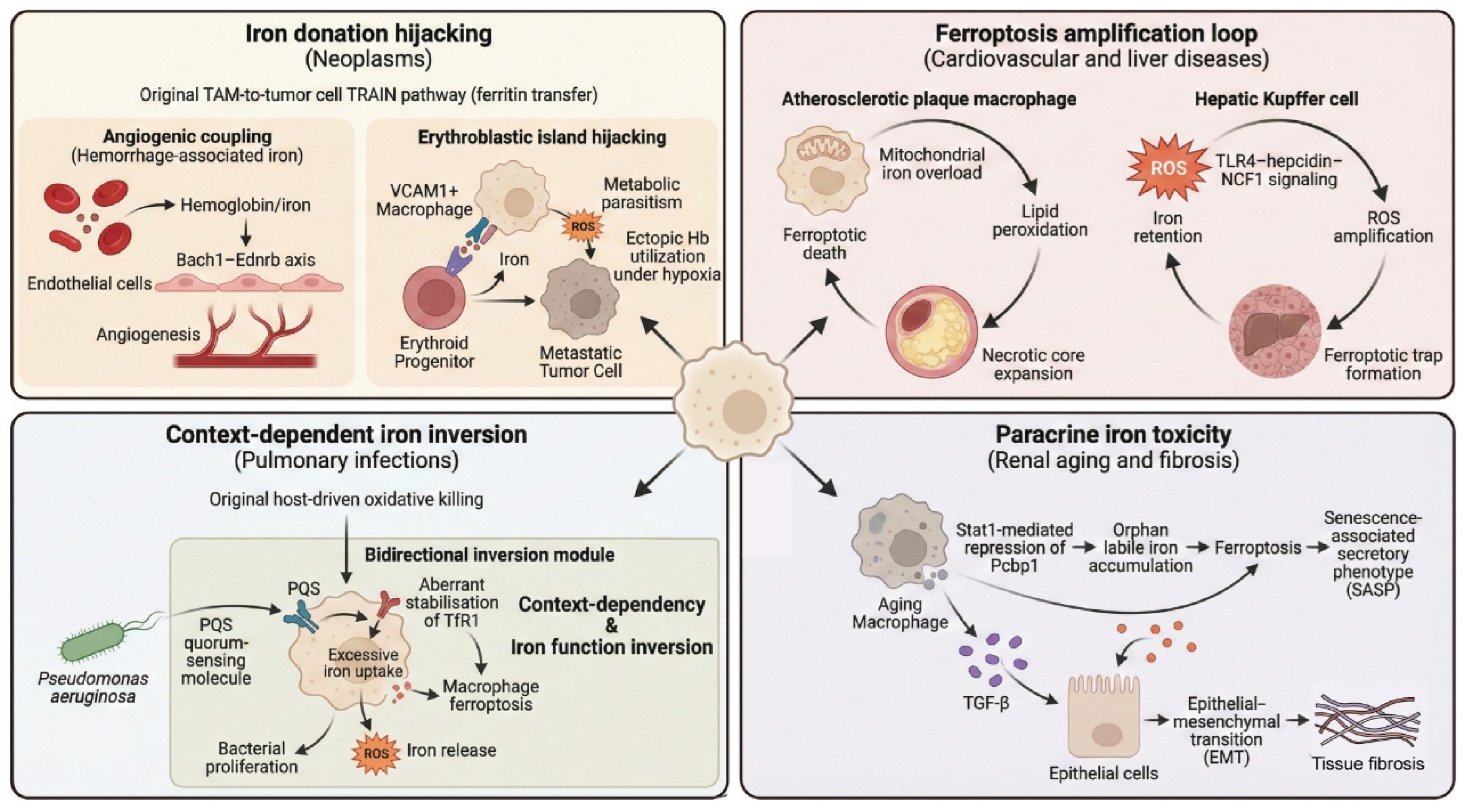 Macrophage Iron Metabolism Mediates Immunometabolic Reprogramming and ...