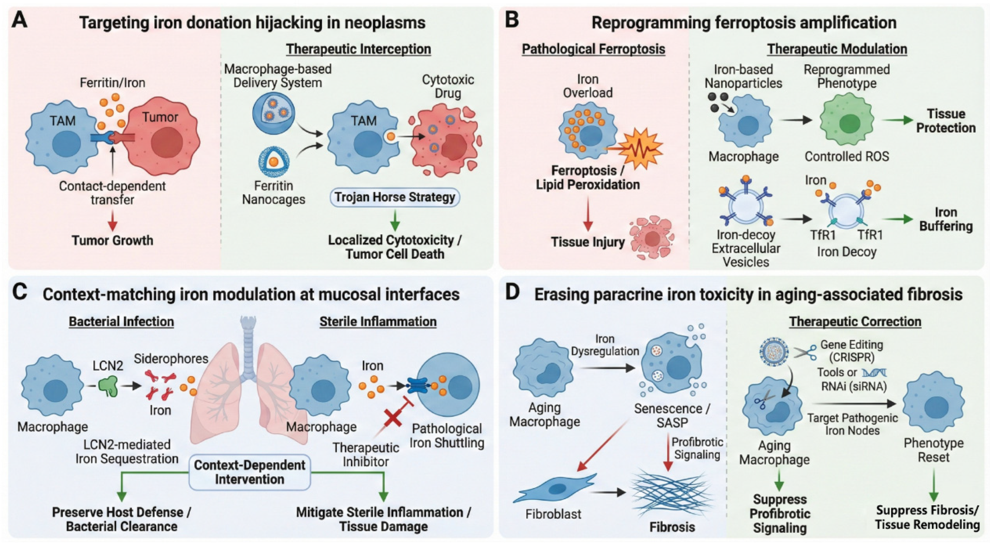 Macrophage Iron Metabolism Mediates Immunometabolic Reprogramming and ...