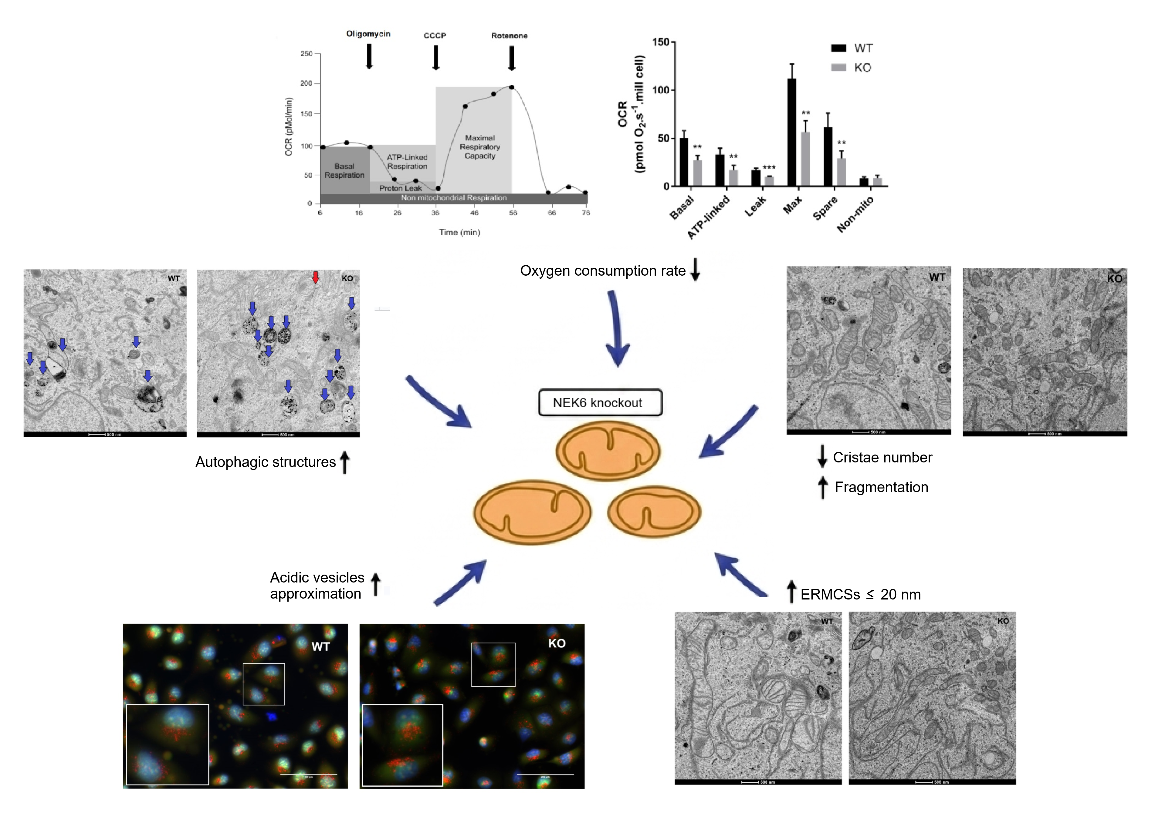 NEK6 Knockout Causes Defects in Mitochondrial Morphology and Respiration