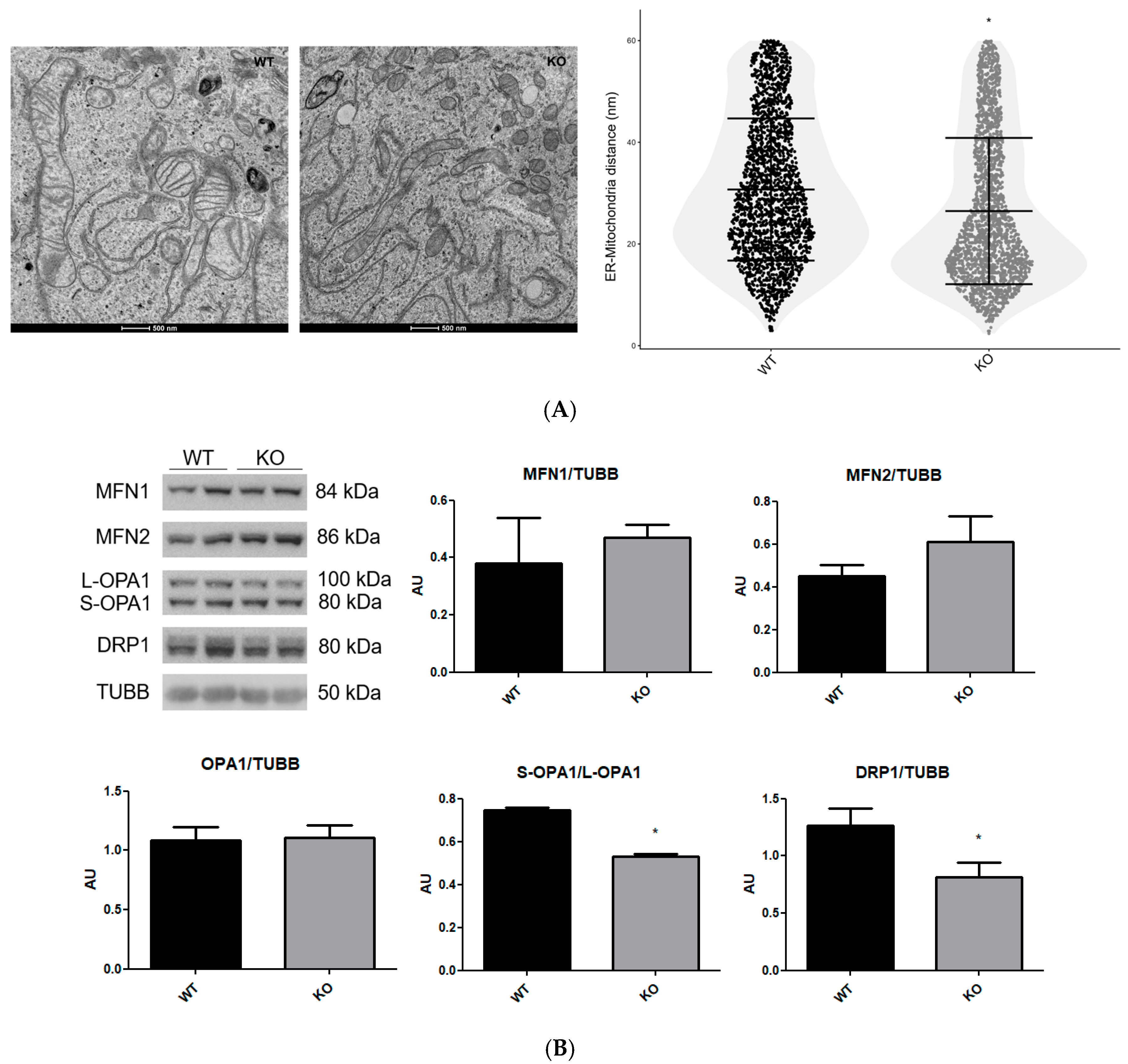 NEK6 Knockout Causes Defects in Mitochondrial Morphology and Respiration