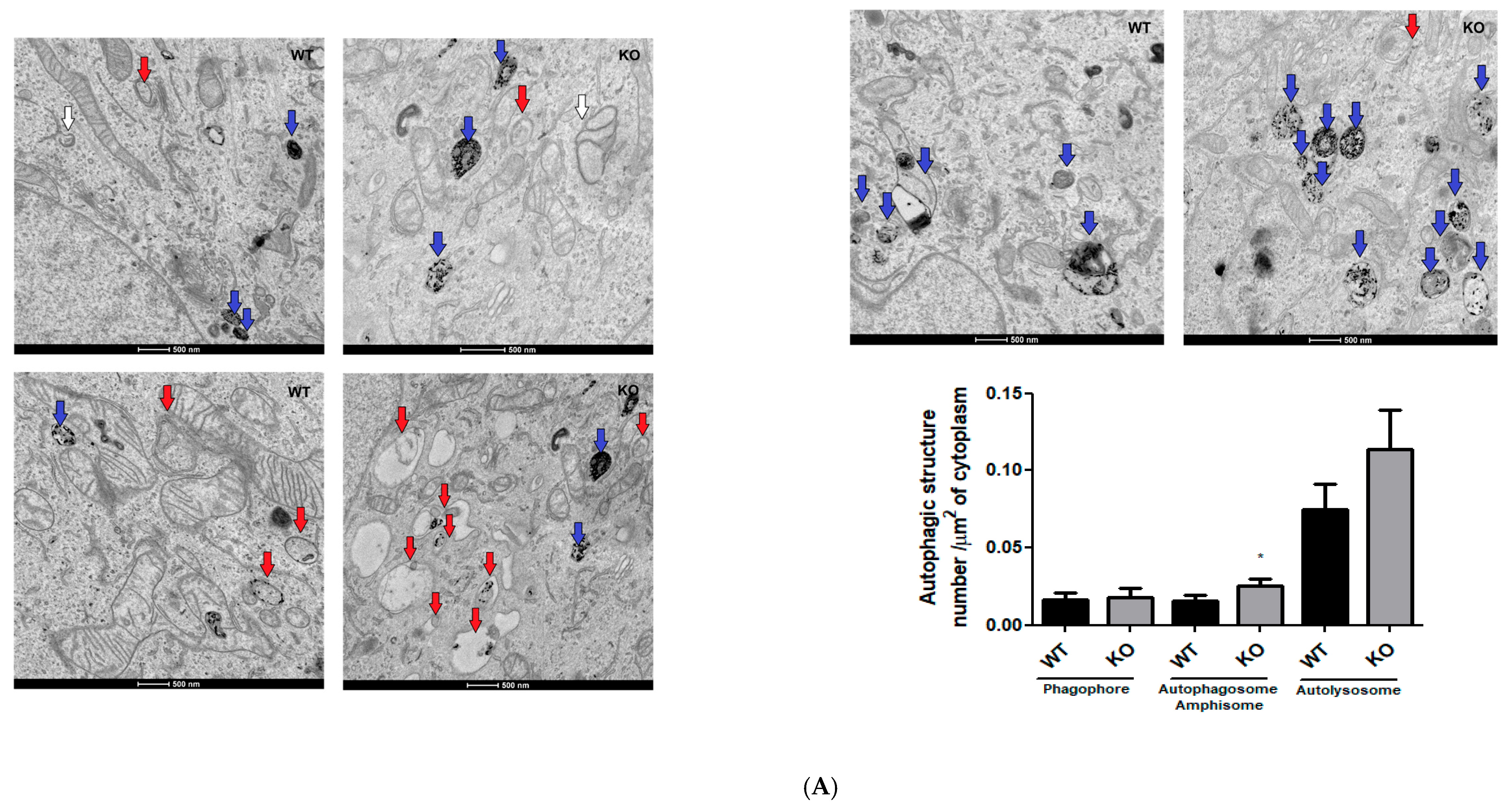 NEK6 Knockout Causes Defects in Mitochondrial Morphology and Respiration