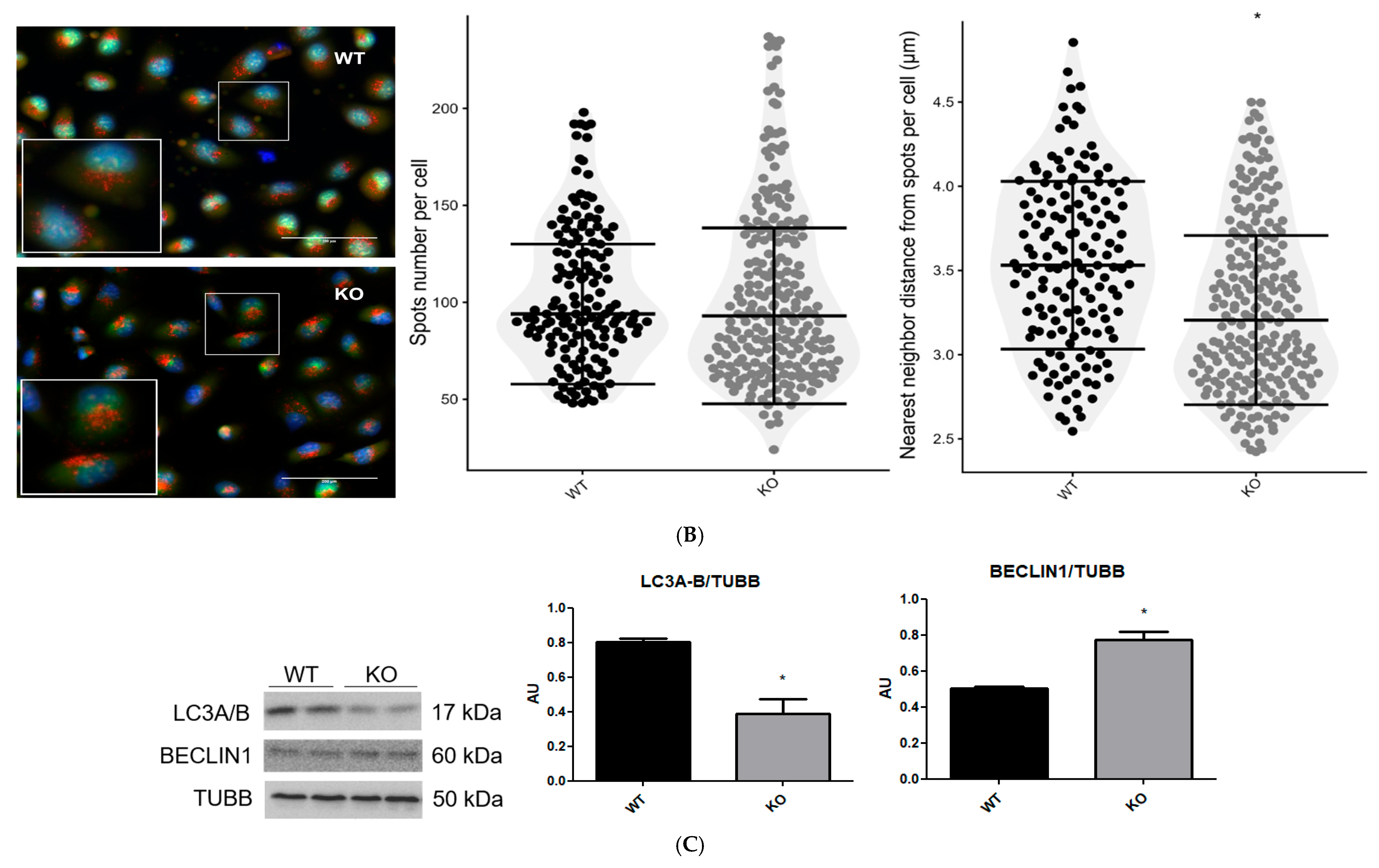 NEK6 Knockout Causes Defects in Mitochondrial Morphology and Respiration