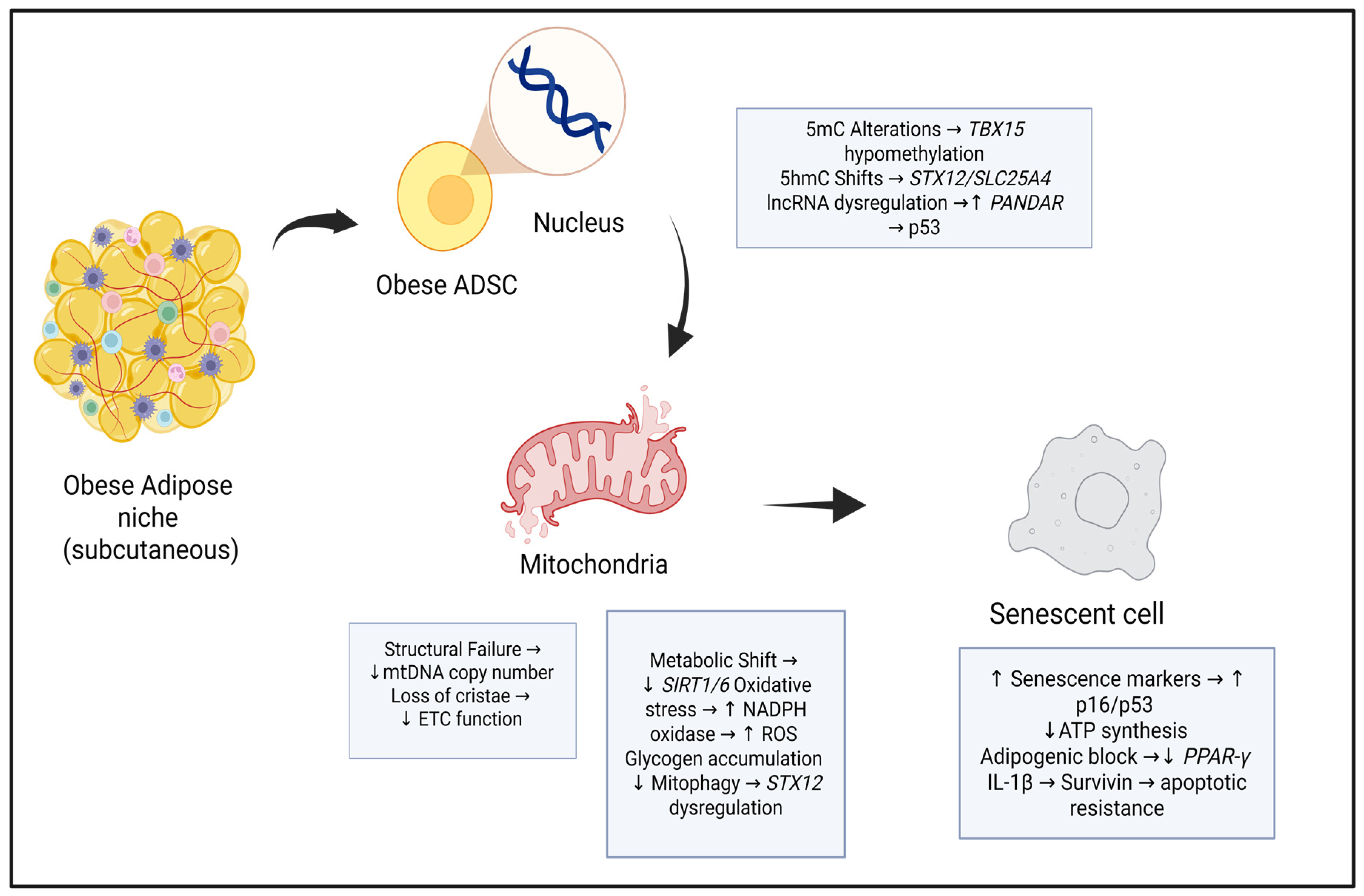 Influence of Donor Obesity on Adipose-Derived Stem Cell Function and ...