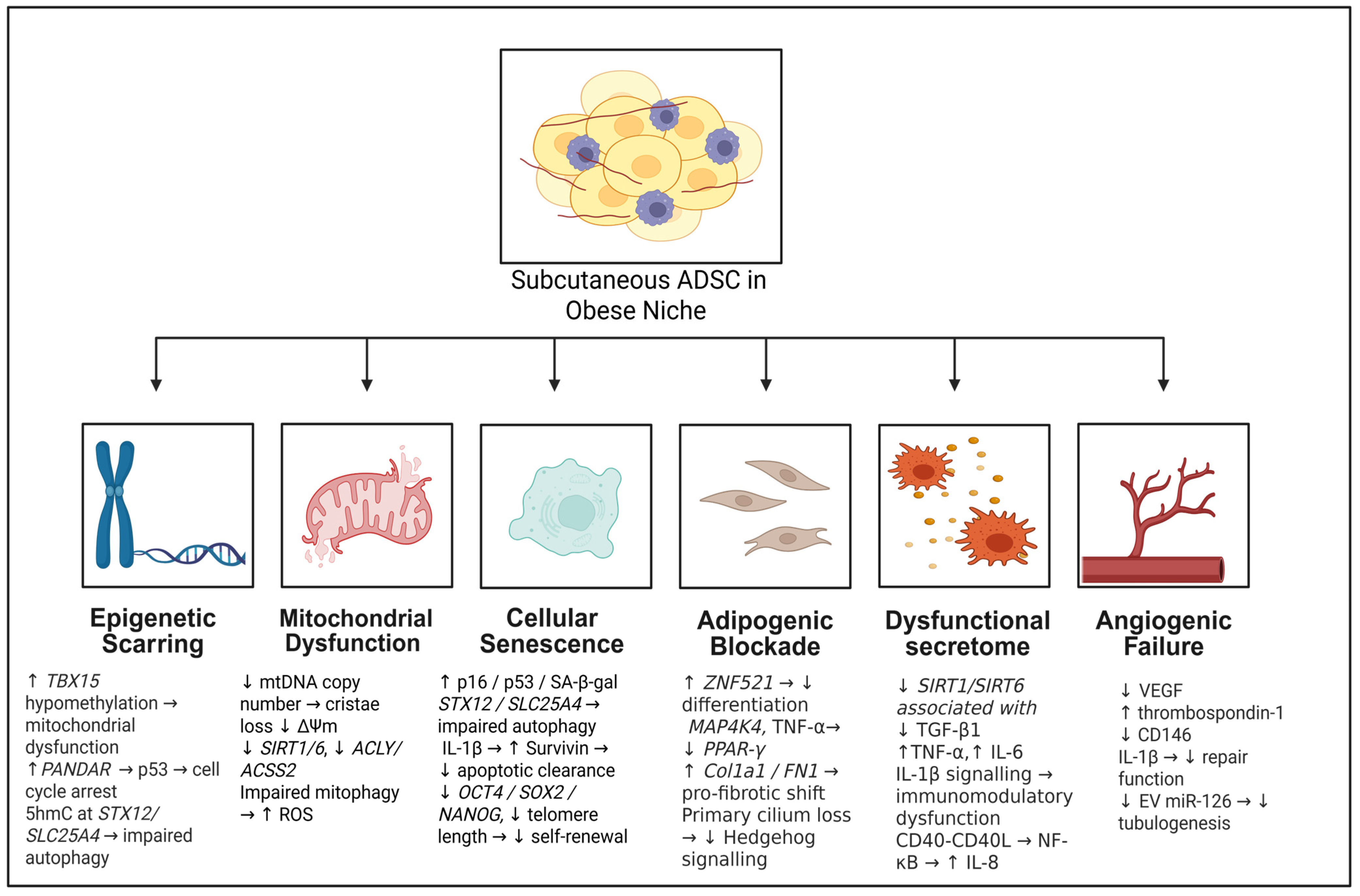 Influence of Donor Obesity on Adipose-Derived Stem Cell Function and ...