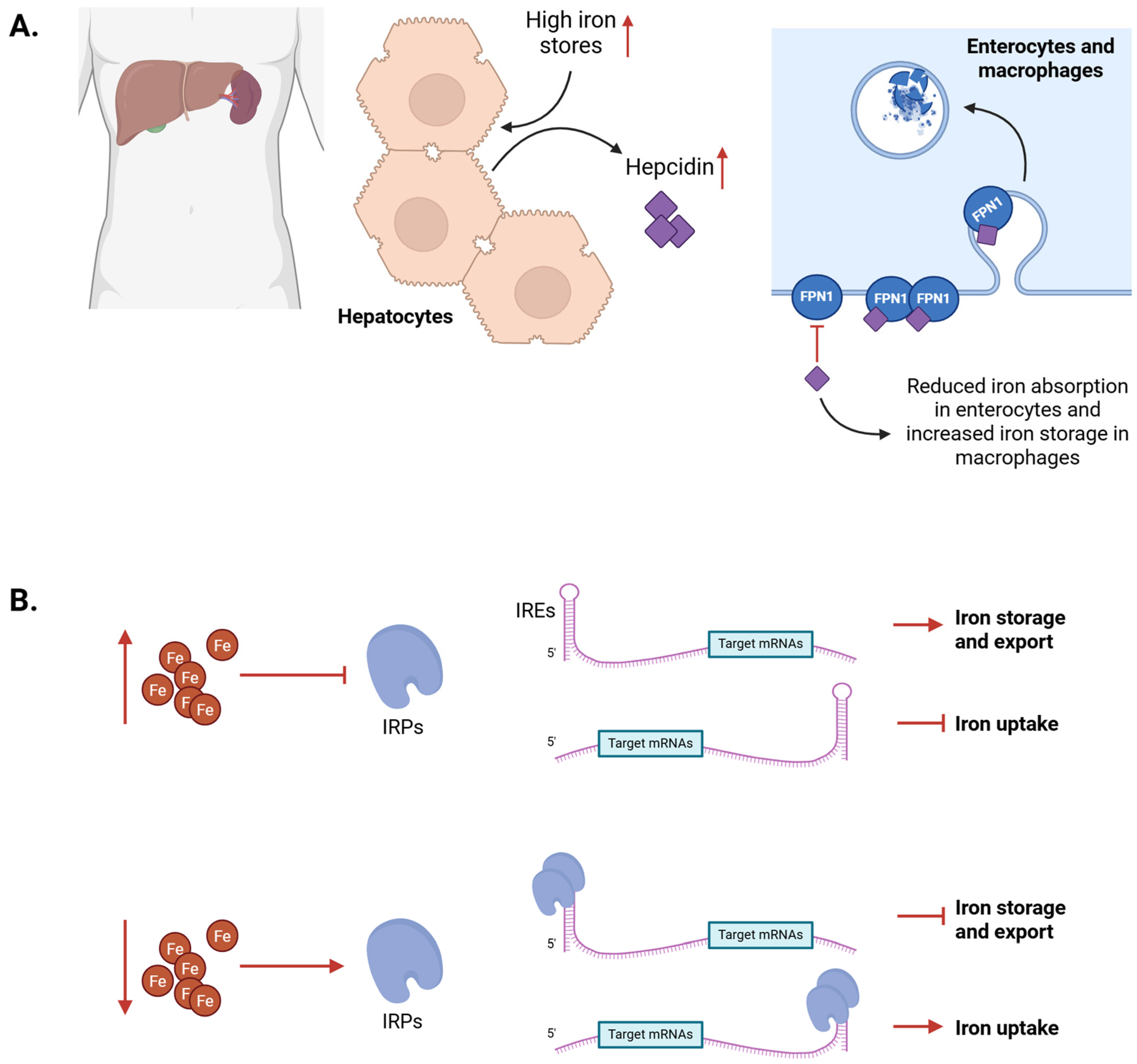 The Role of Iron in Neuronal Homeostasis: A Double-Edged Sword