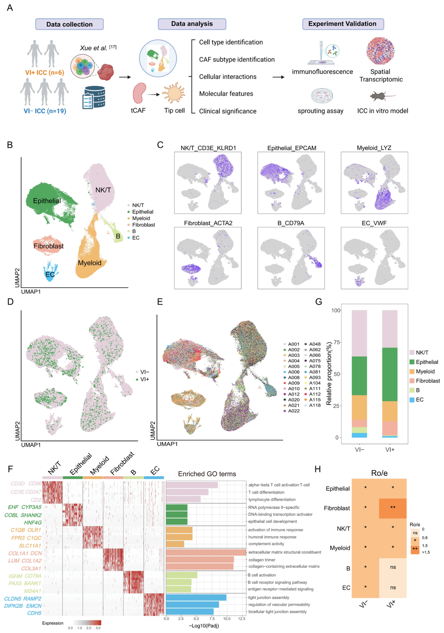 Single-Cell and Bulk Transcriptomics Uncover the Cellular Ecosystem of ...