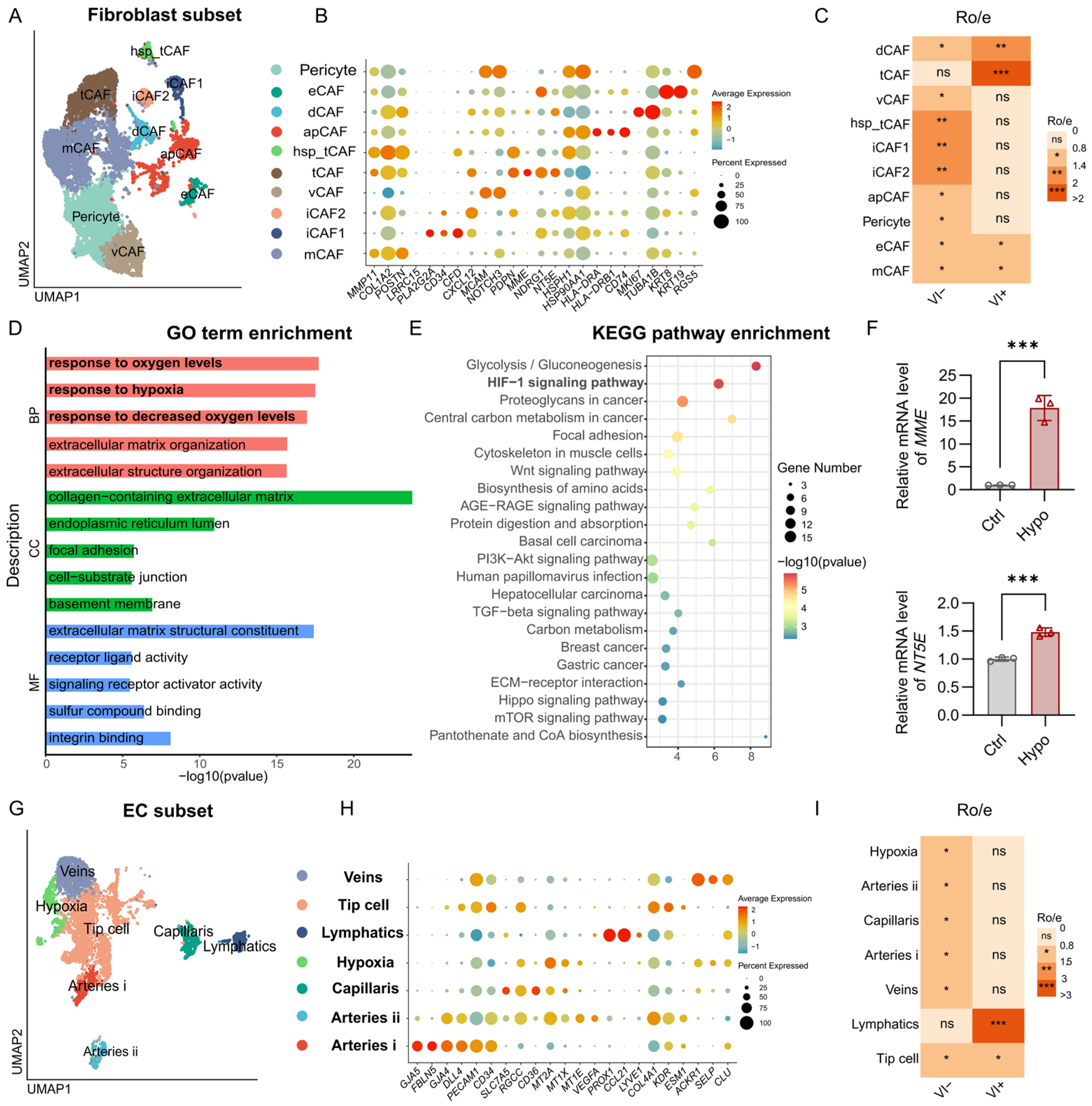 Single-Cell and Bulk Transcriptomics Uncover the Cellular Ecosystem of ...