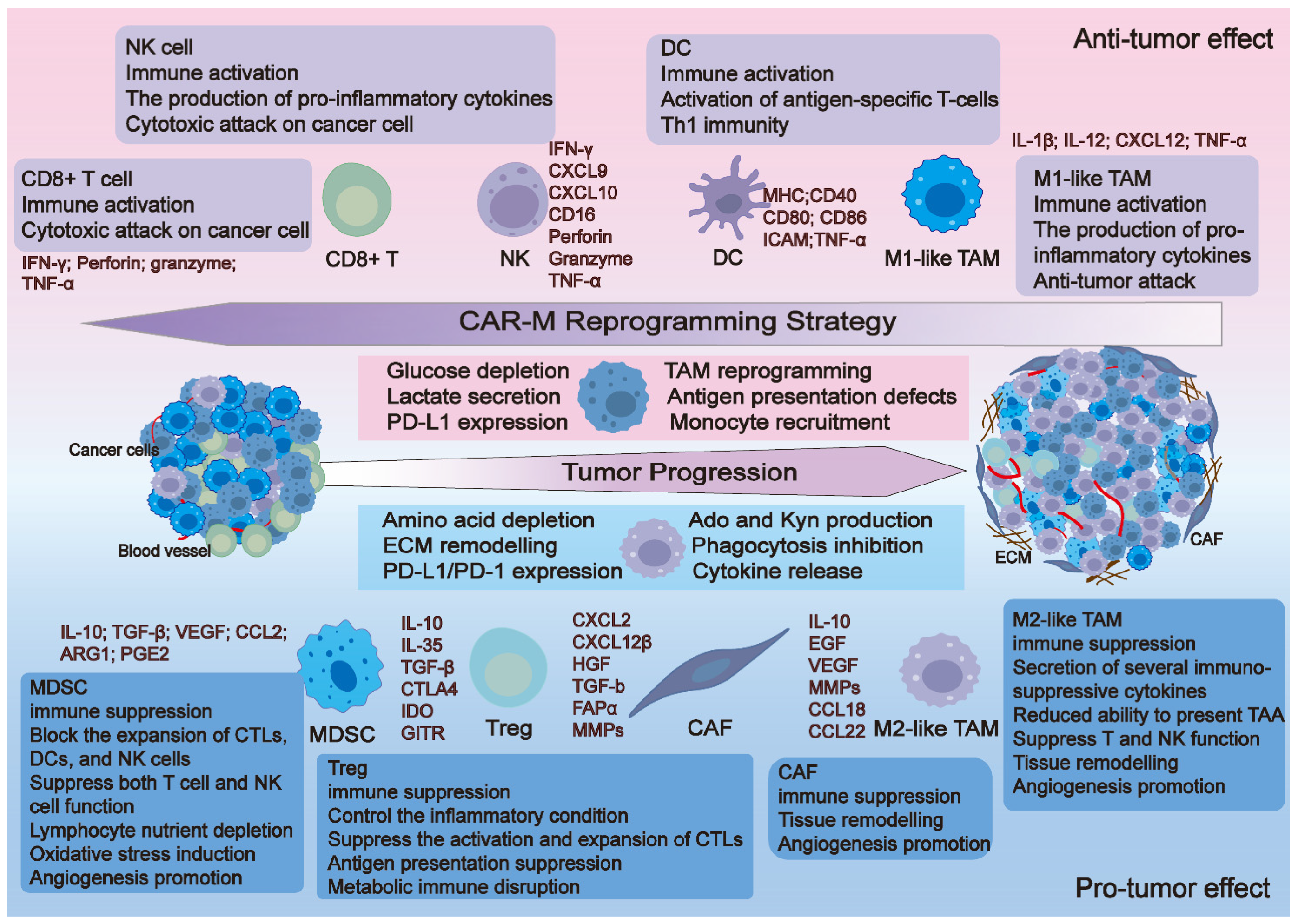 CAR-M Therapy: From Concept to Clinical Translation in Solid Tumors