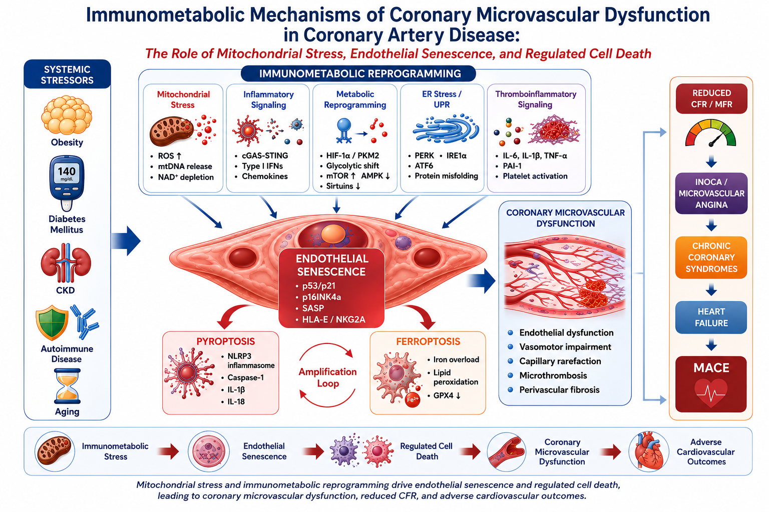 Immunometabolic Mechanisms of Coronary Microvascular Dysfunction in ...