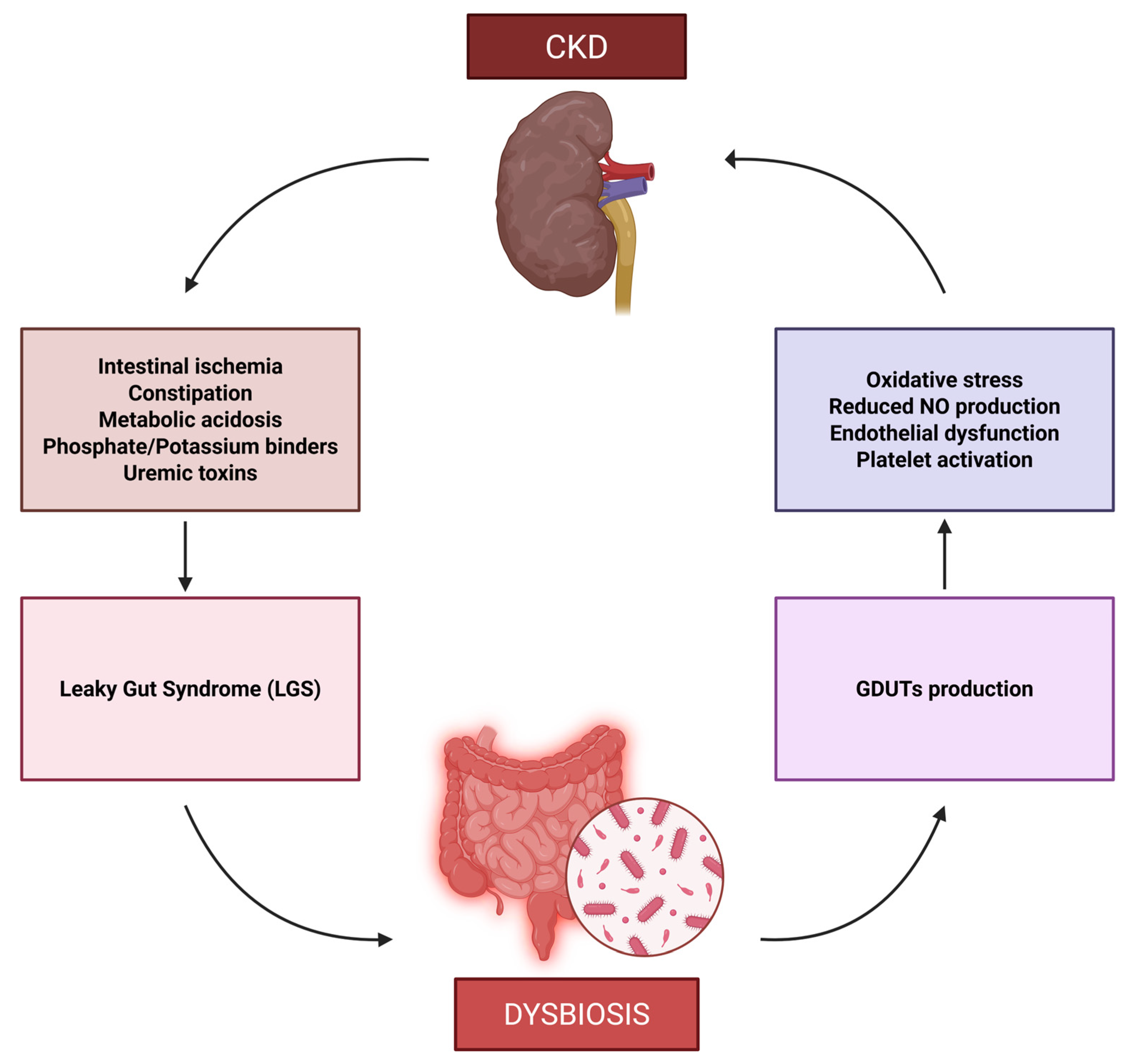 Gut Microbiota Dysbiosis Is a Key Driver of Inflammaging in Chronic ...