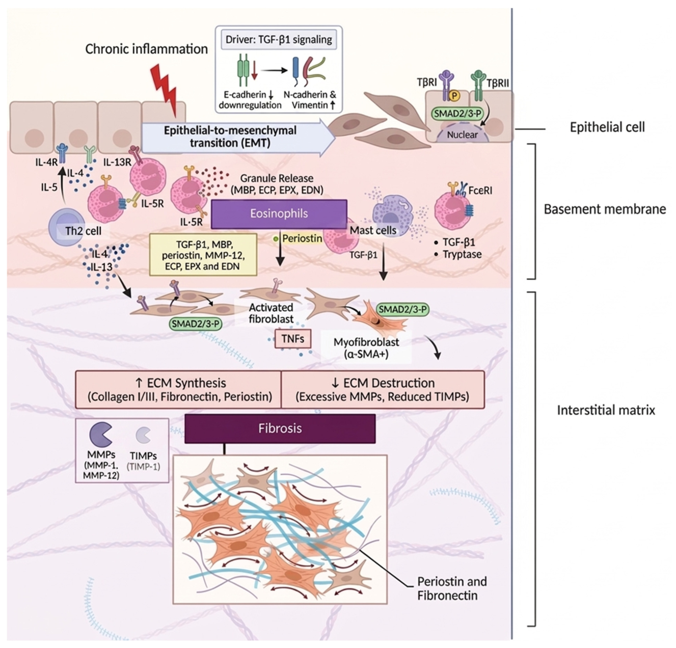 The Evolving Role of Eosinophils in Eosinophilic Esophagitis ...