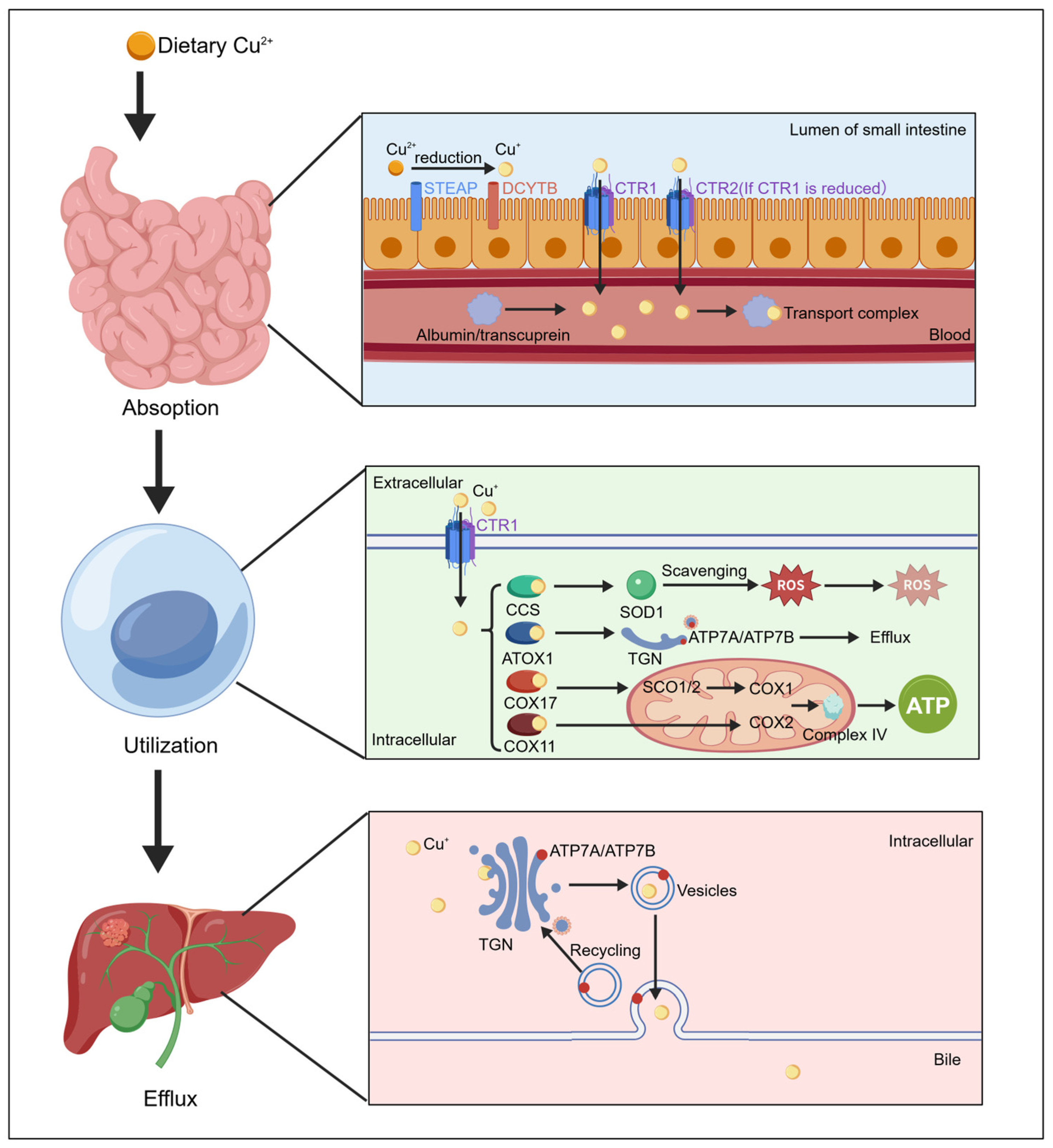 Copper Homeostasis and Cuproptosis in Neurodegenerative Diseases