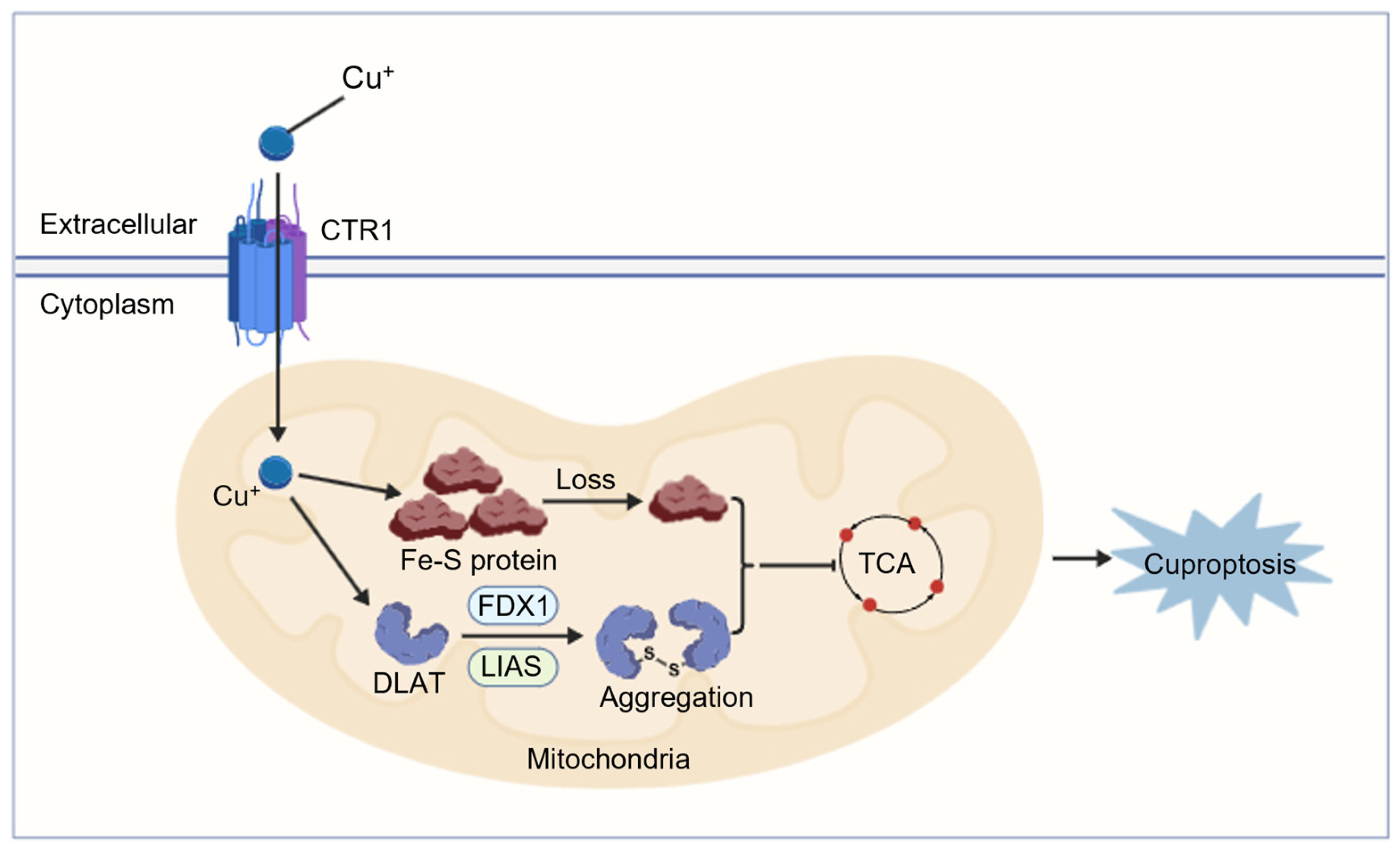 Copper Homeostasis and Cuproptosis in Neurodegenerative Diseases