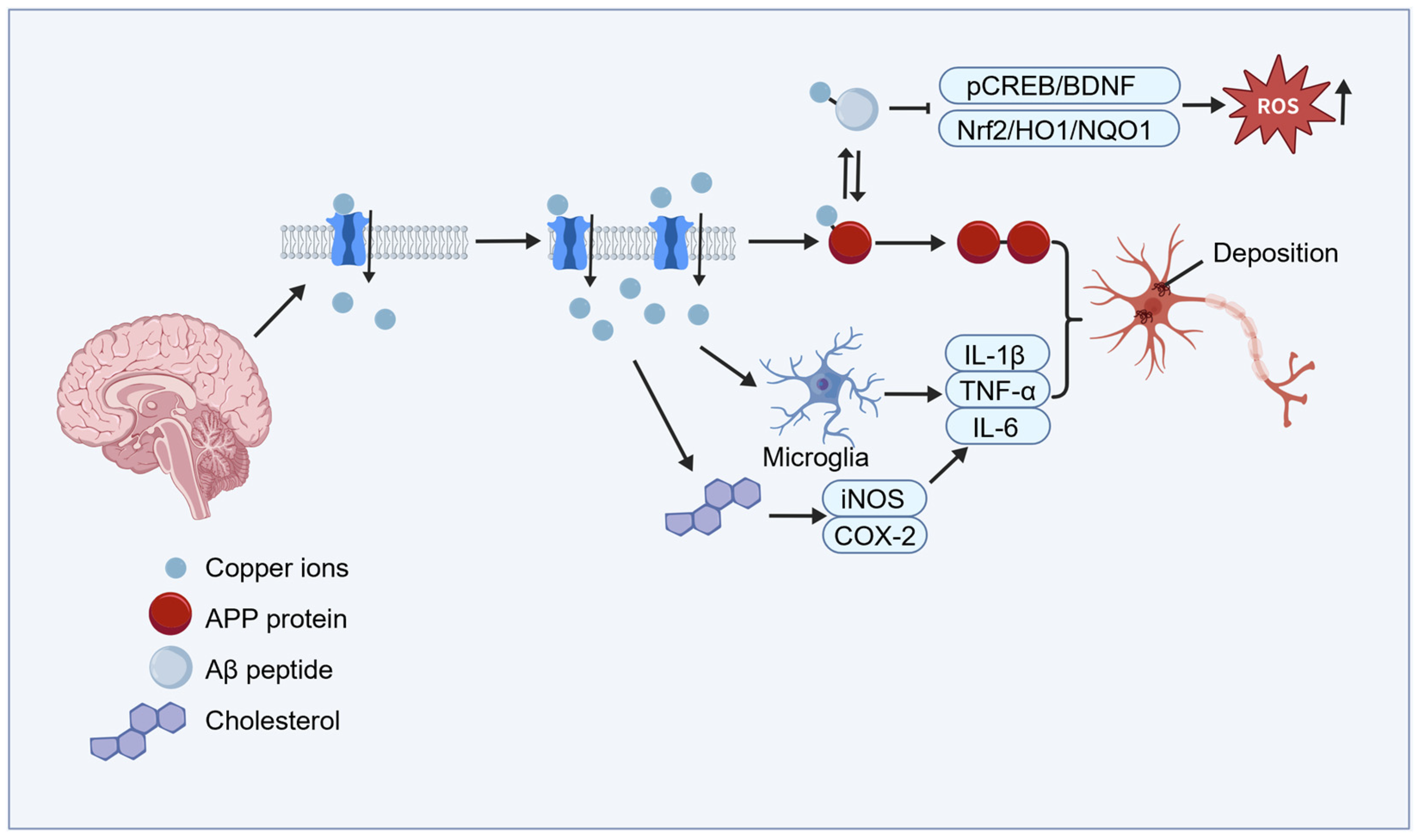 Copper Homeostasis and Cuproptosis in Neurodegenerative Diseases