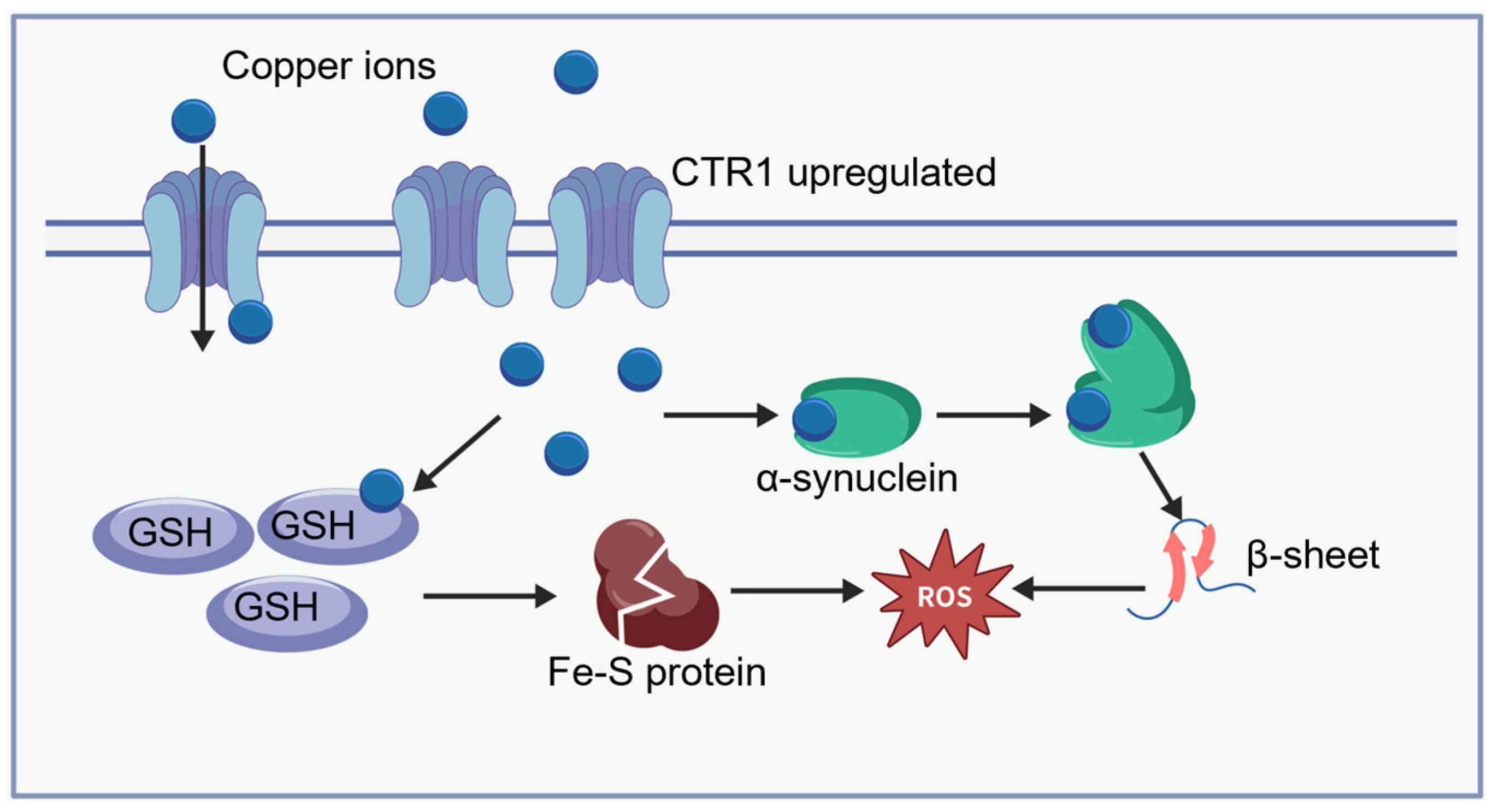 Copper Homeostasis and Cuproptosis in Neurodegenerative Diseases