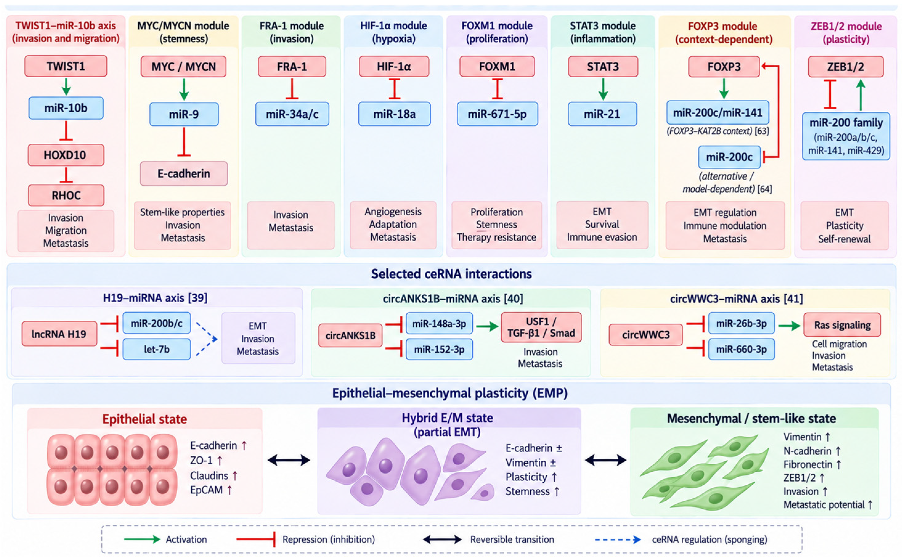 Aberrant Transcription-Factor Expression and Regulatory microRNAs in ...