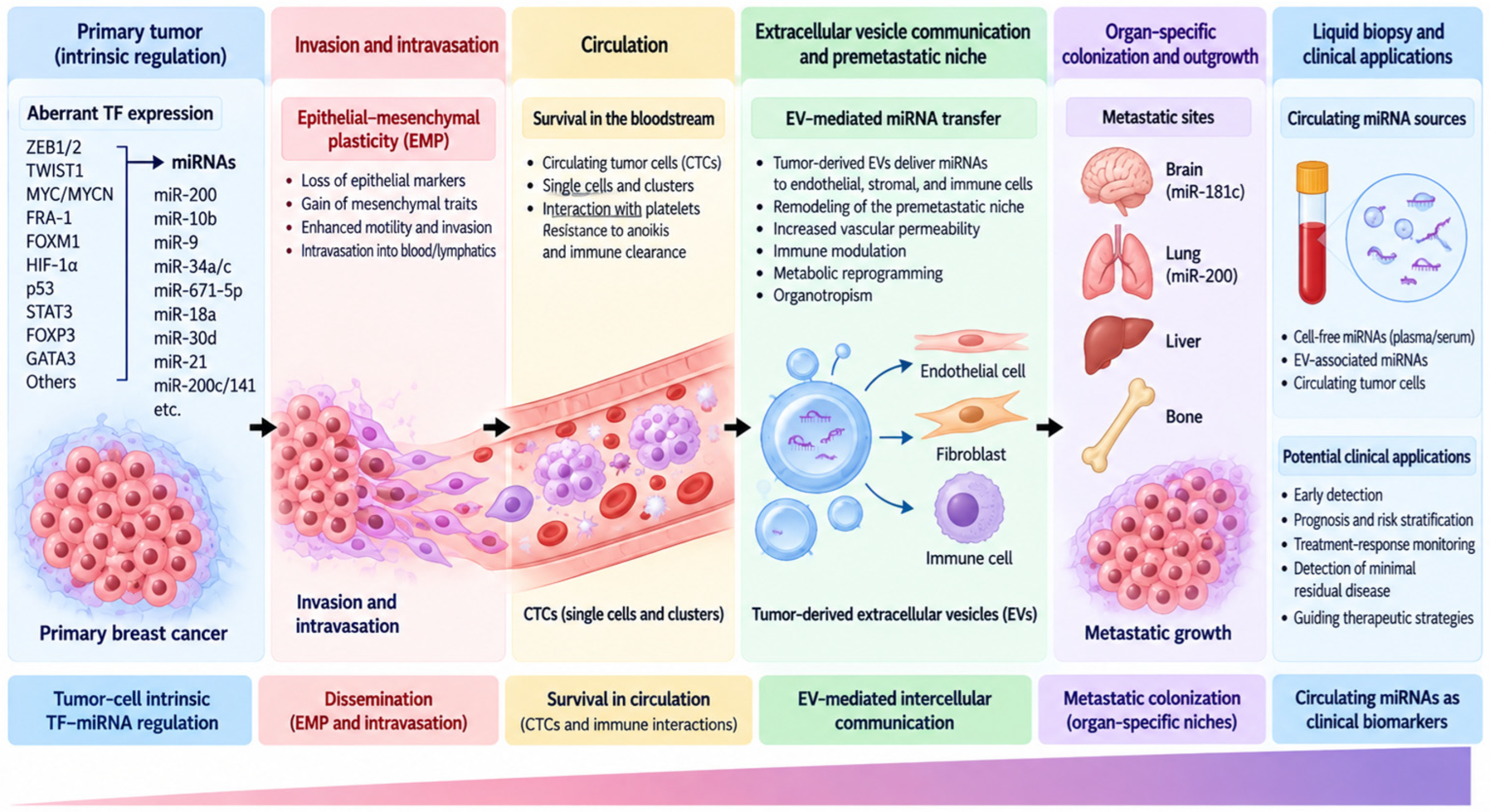 Aberrant Transcription-Factor Expression and Regulatory microRNAs in ...