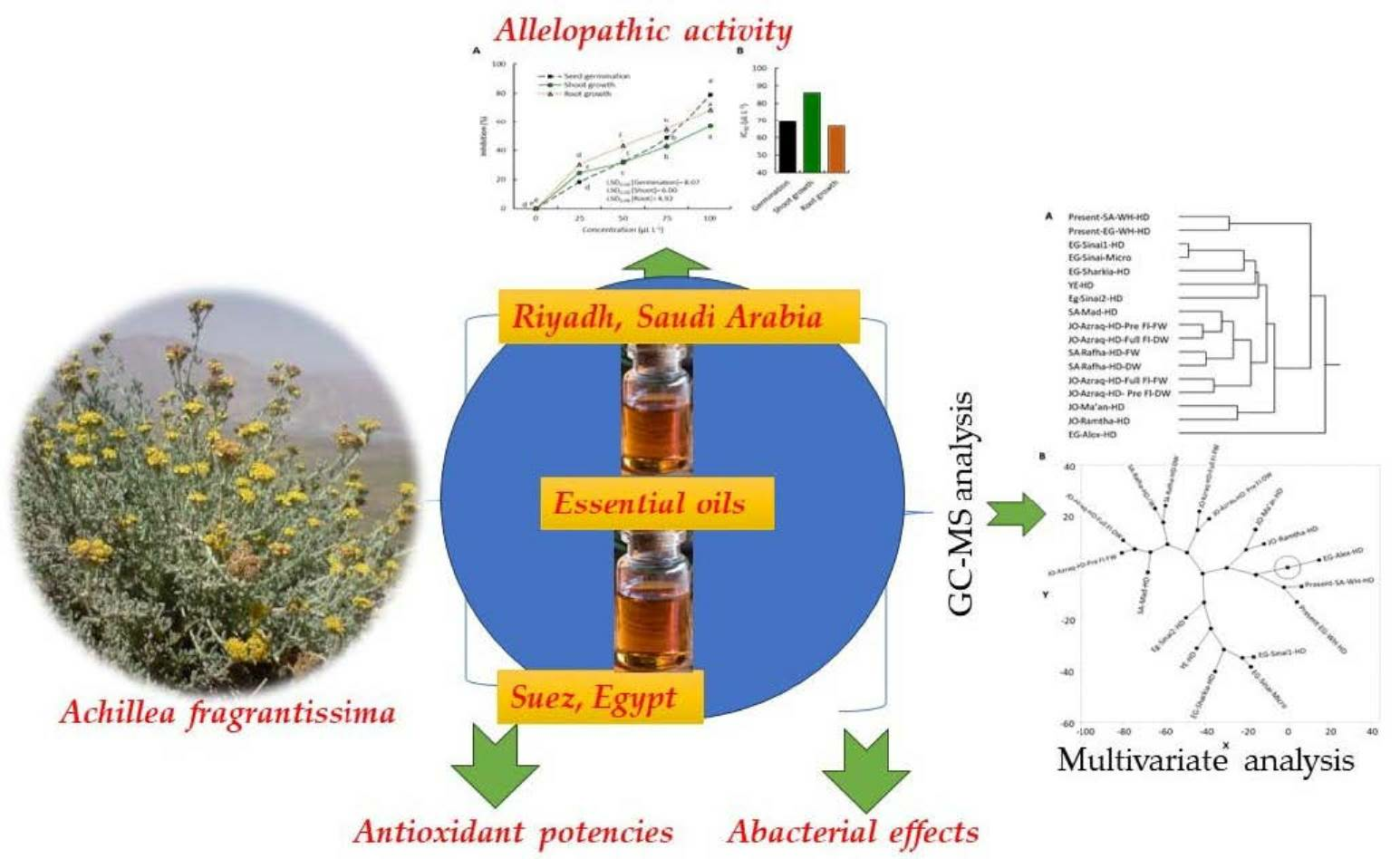 Chemistry | Free Full-Text | Achillea fragrantissima Essential Oil