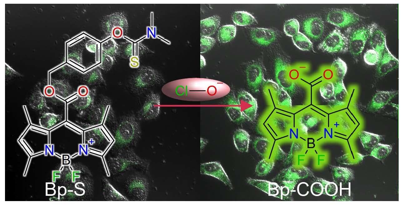 Chemosensors | Free Full-Text | Carboxy Bodipy-Based Fast Trigger ...