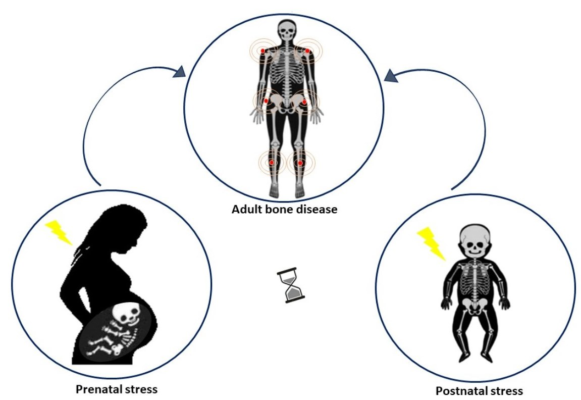Children Free Full-Text Early Life Stress (ELS) Effects on Fetal and Adult Bone Development image picture