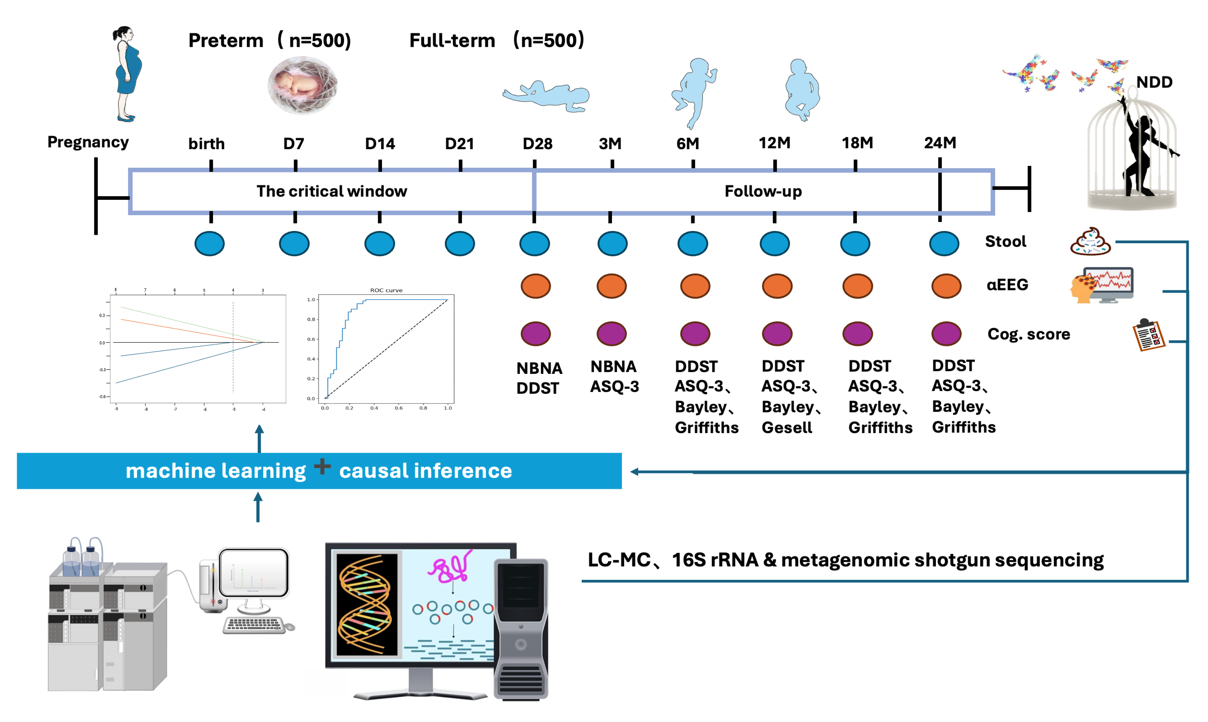 The Premature Infants’ Gut Microbiota Assembly and Neurodevelopment ...