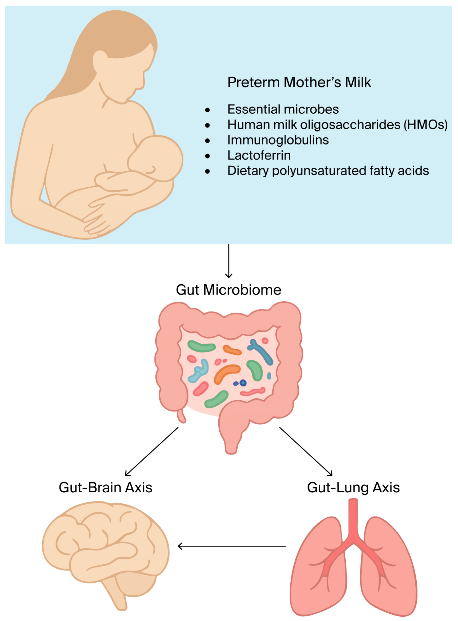The Human Milk Microbiome in Mothers of Very-Low-Birth-Weight Infants ...