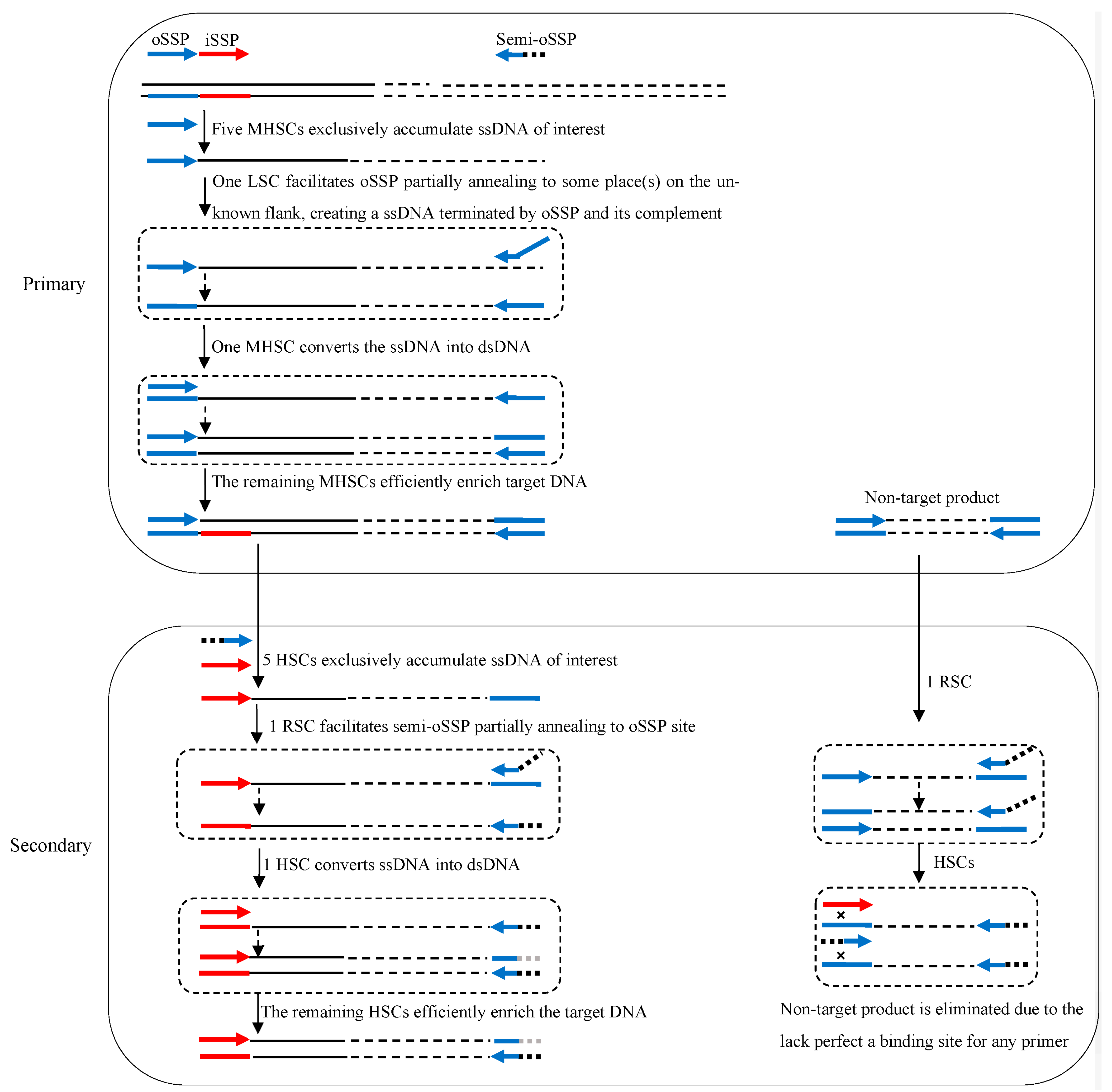 Single Specific Primer-Polymerase Chain Reaction (SSP-PCR) and Genome  Walking