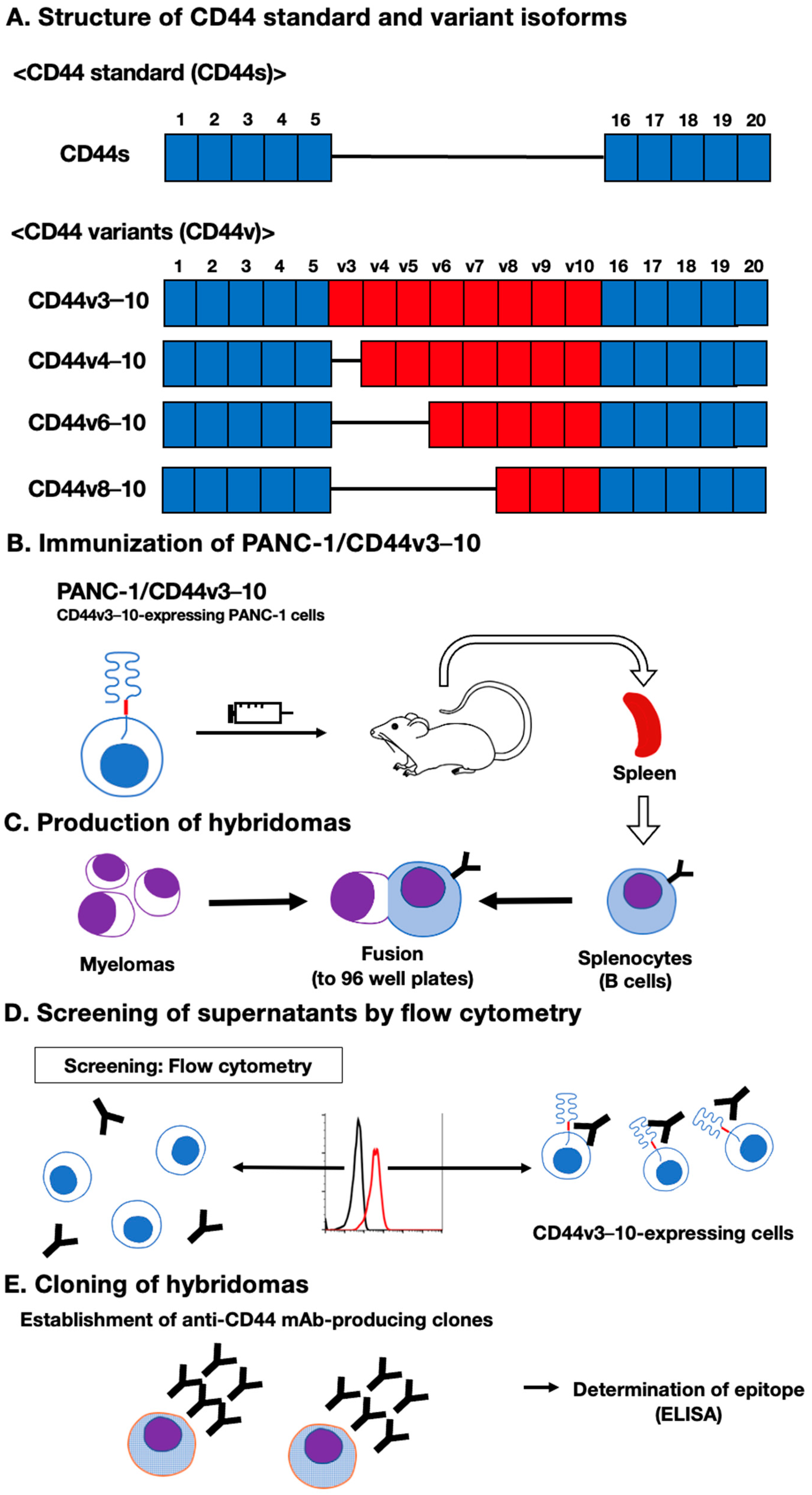 CIMB Free Full-Text Establishment of a Novel Anti-CD44 Variant 10 Monoclonal Antibody C44Mab-18 for Immunohistochemical Analysis against Oral Squamous Cell Carcinomas image
