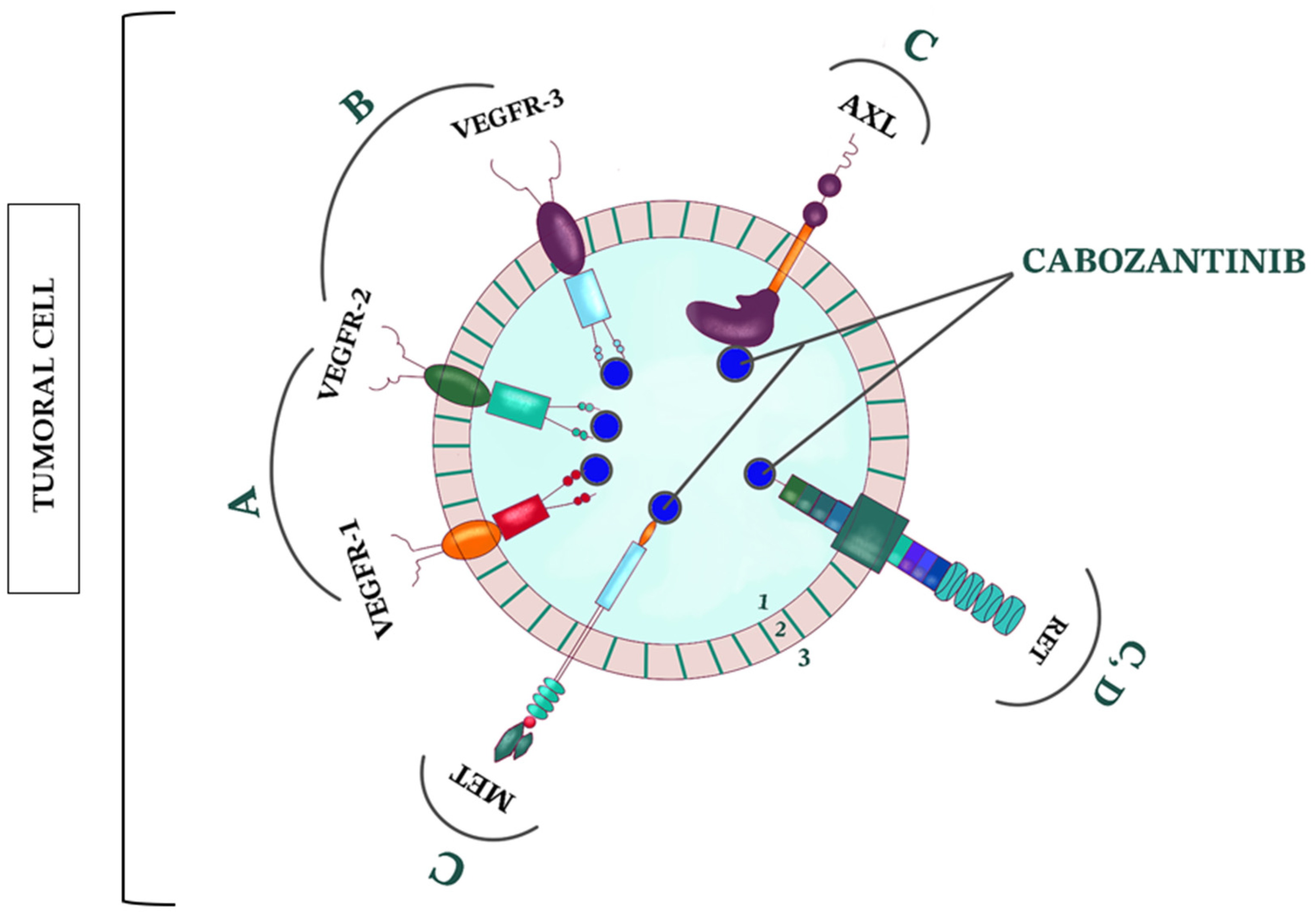 CIMB | Free Full-Text | An Overview of Systemic Targeted Therapy in Renal  Cell Carcinoma, with a Focus on Metastatic Renal Cell Carcinoma and Brain  Metastases