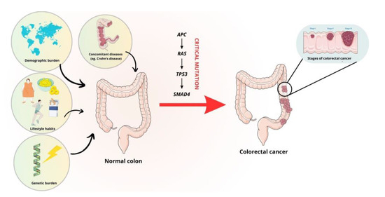 CIMB | Free Full-Text | Thymoquinone: A Promising Therapeutic Agent for ...