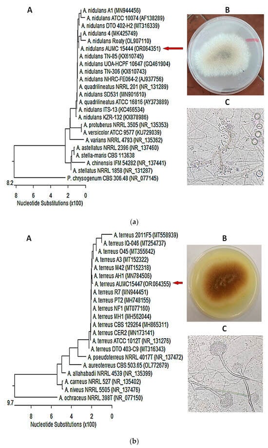 CIMB | Free Full-Text | Anti-Staphylococcal, Anti-Candida, and Free ...