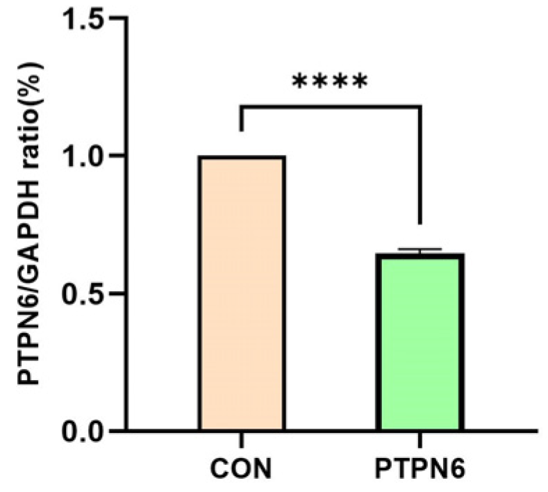 Effects of PTPN6 Gene Knockdown in SKM-1 Cells on Apoptosis, Erythroid ...