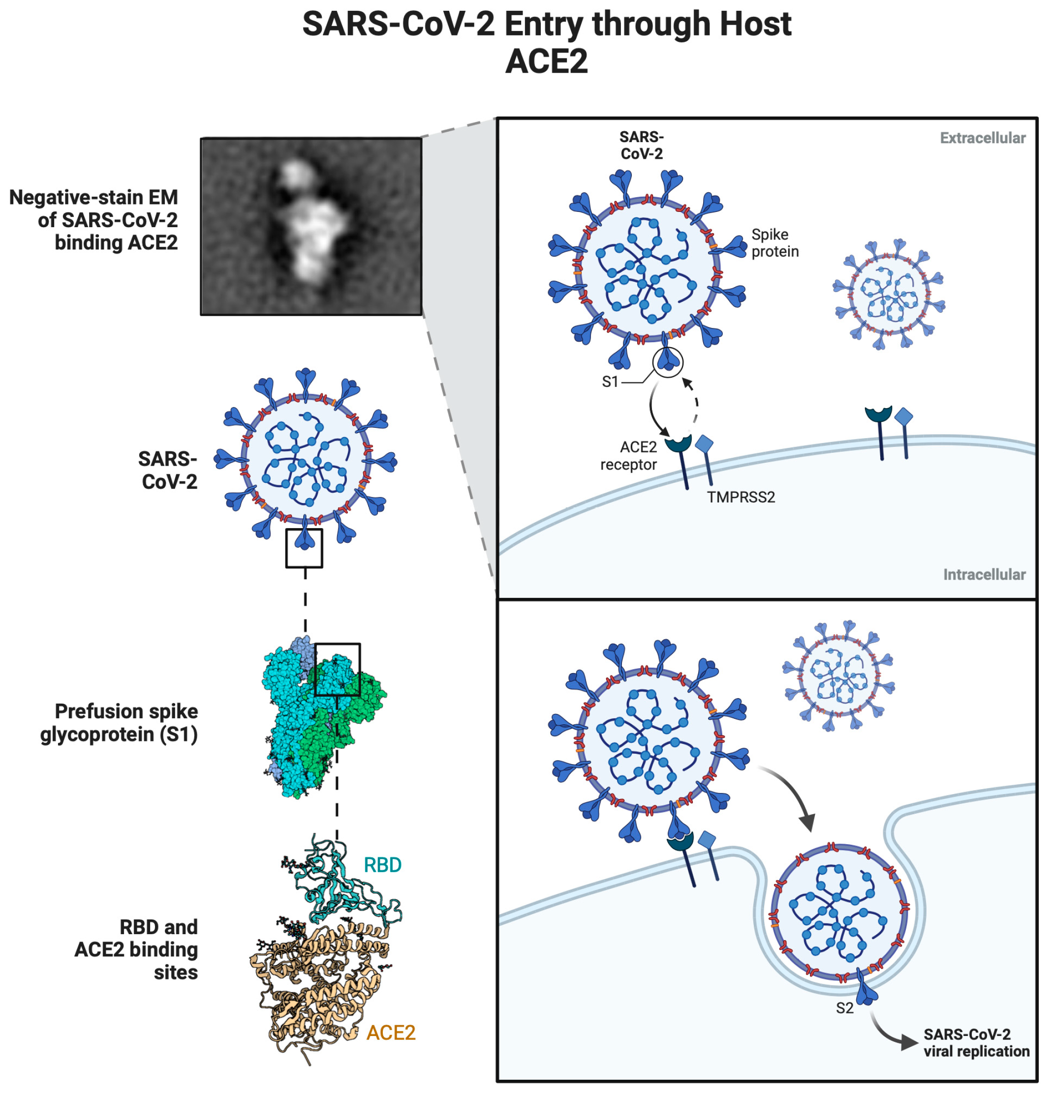 A Comprehensive Review on Bioactive Molecules and Advanced