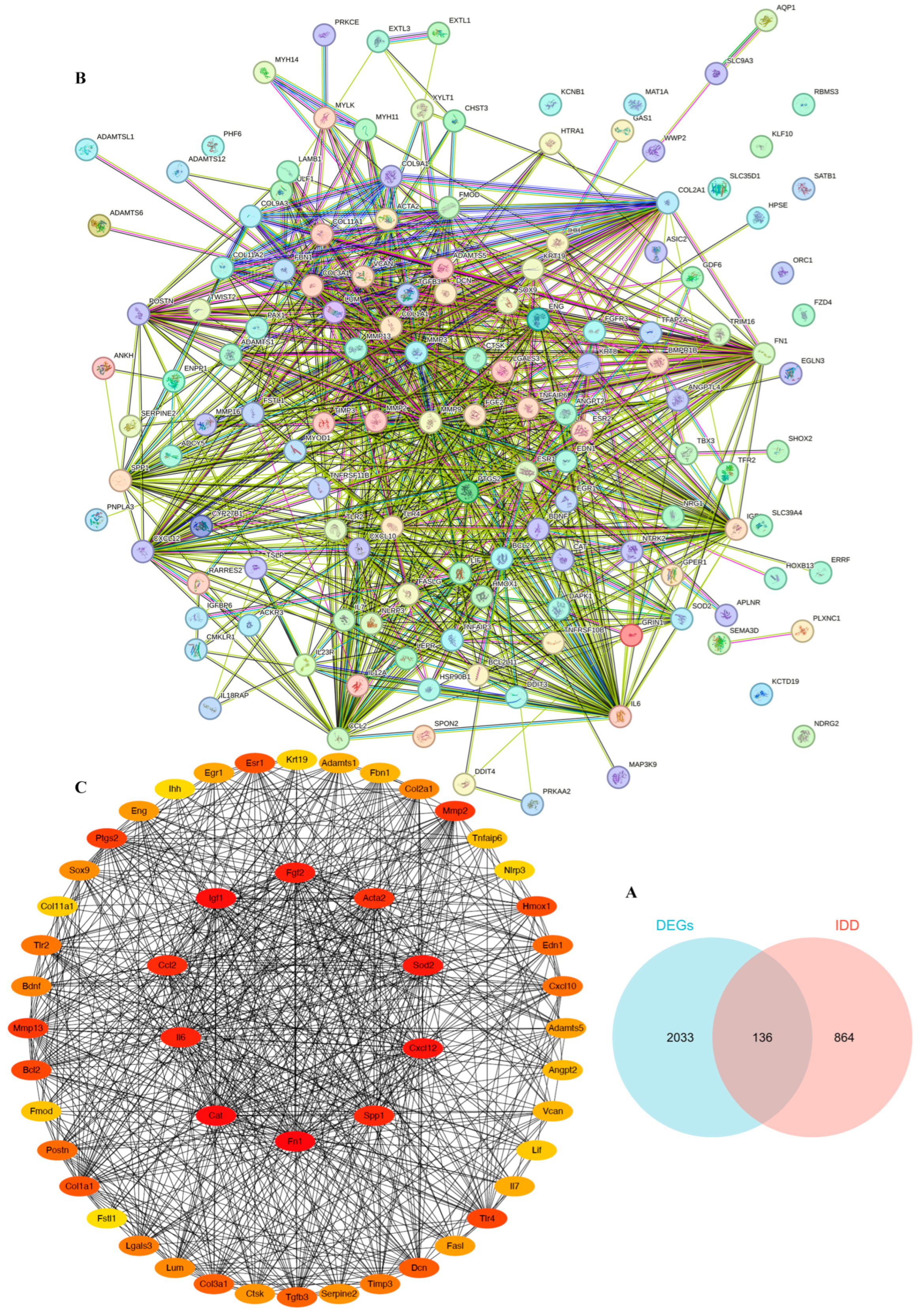 Comprehensive Transcriptomic Analysis and Experimental Validation of ...