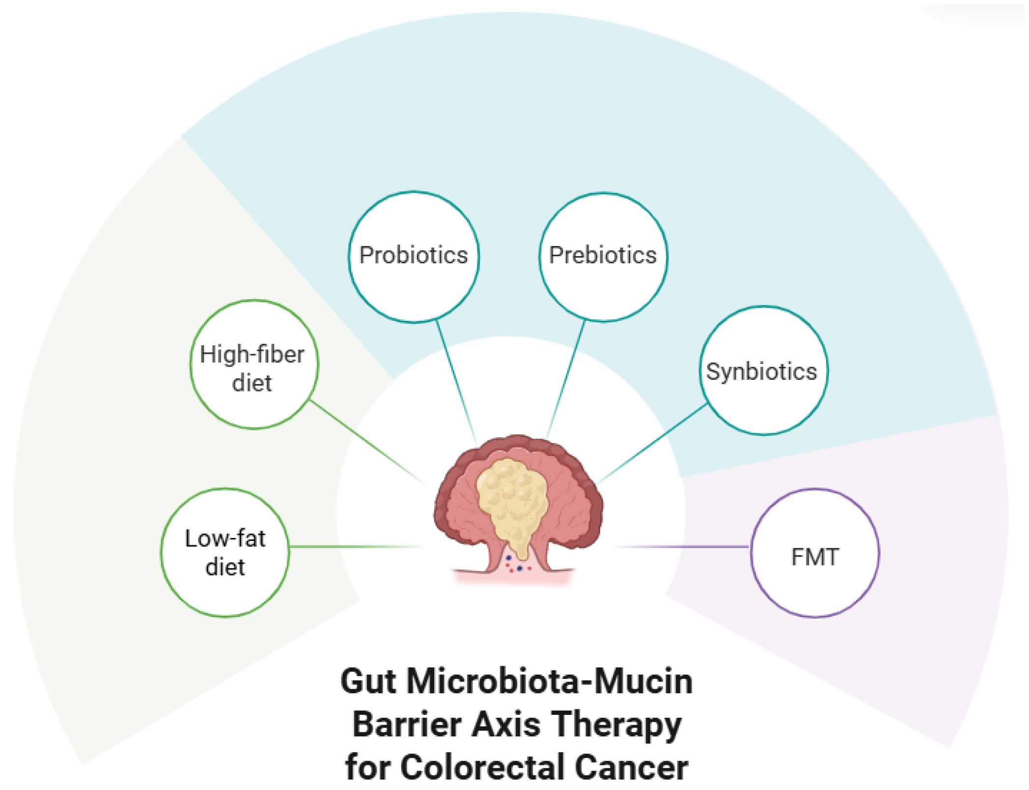 The Role of Gut Microbiota and Mucin Barrier in the Pathogenesis of ...