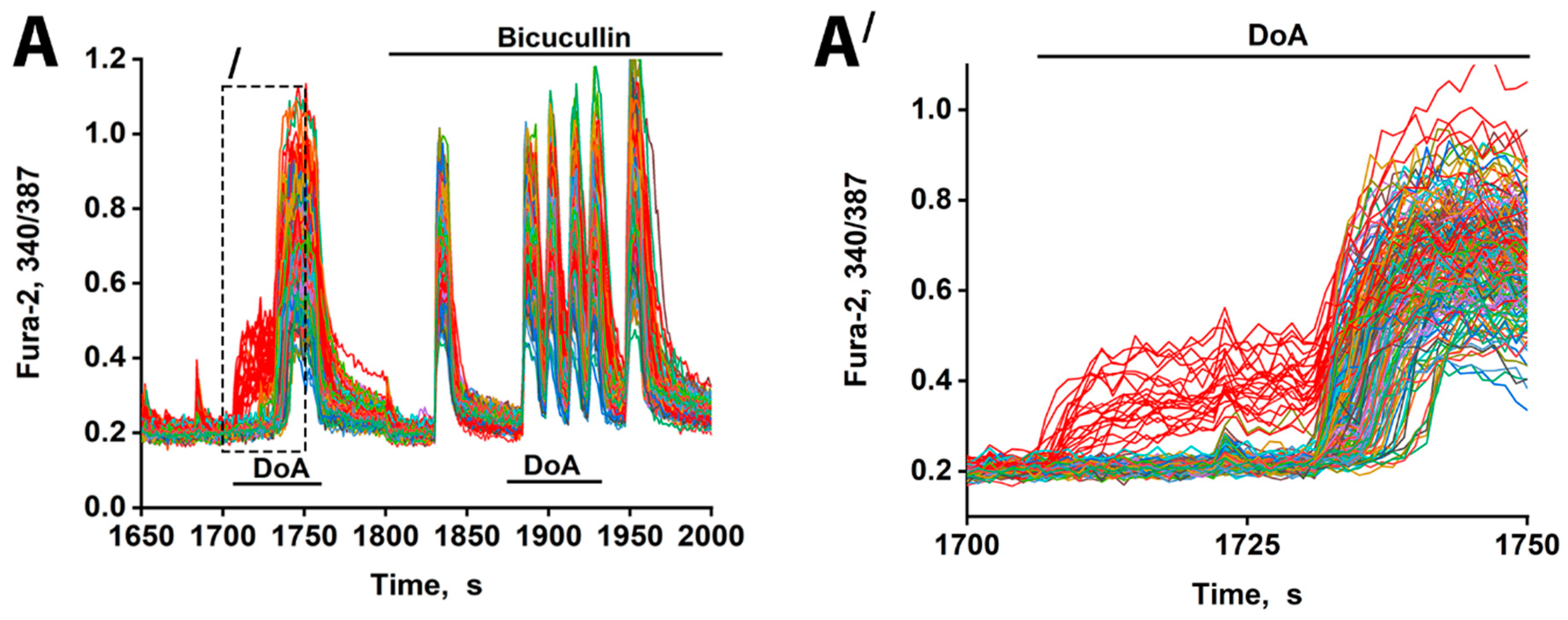 The Role of Calcium-Permeable Kainate and AMPA Receptors in the Leading ...