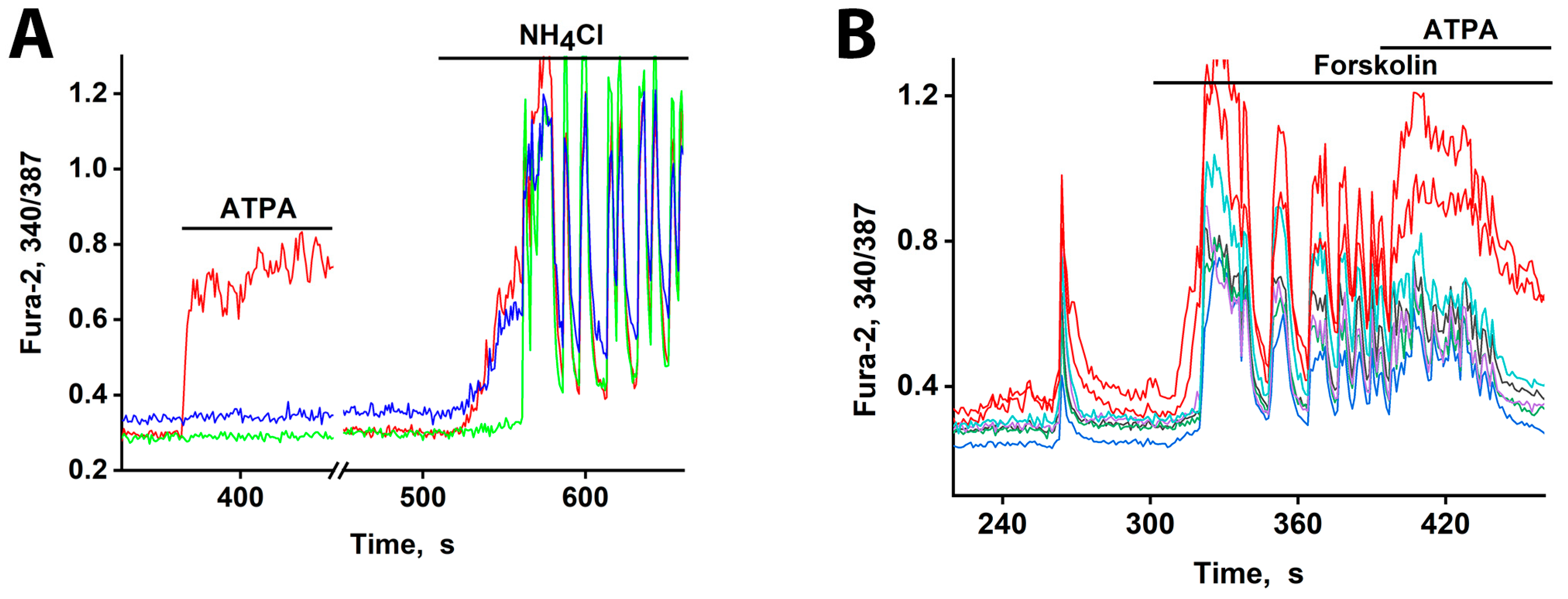 The Role of Calcium-Permeable Kainate and AMPA Receptors in the Leading ...